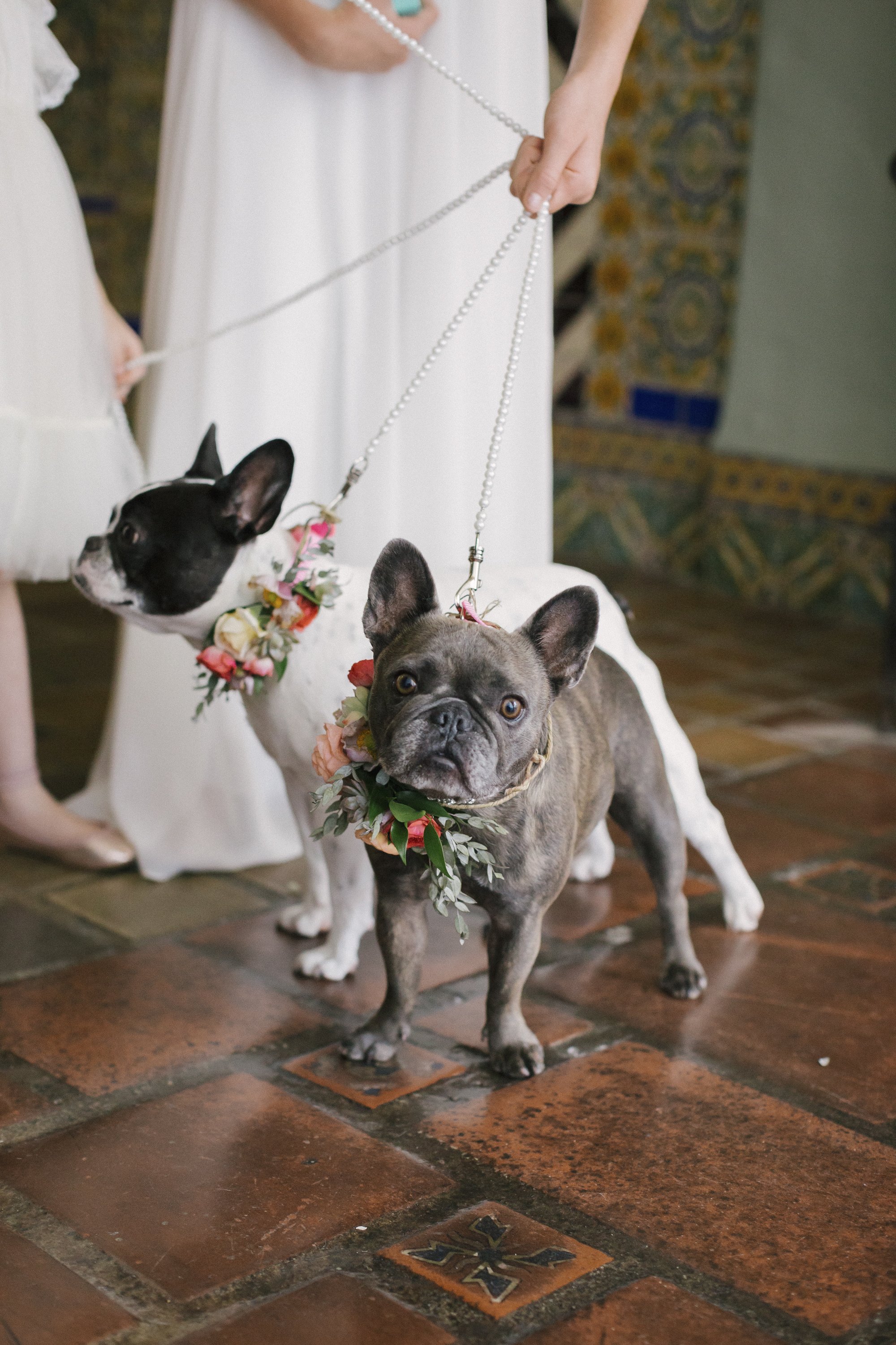 www.santabarbarawedding.com | Santa Barbara Courthouse | Canary Hotel | Aurelia D’Amore Photography | Dogs