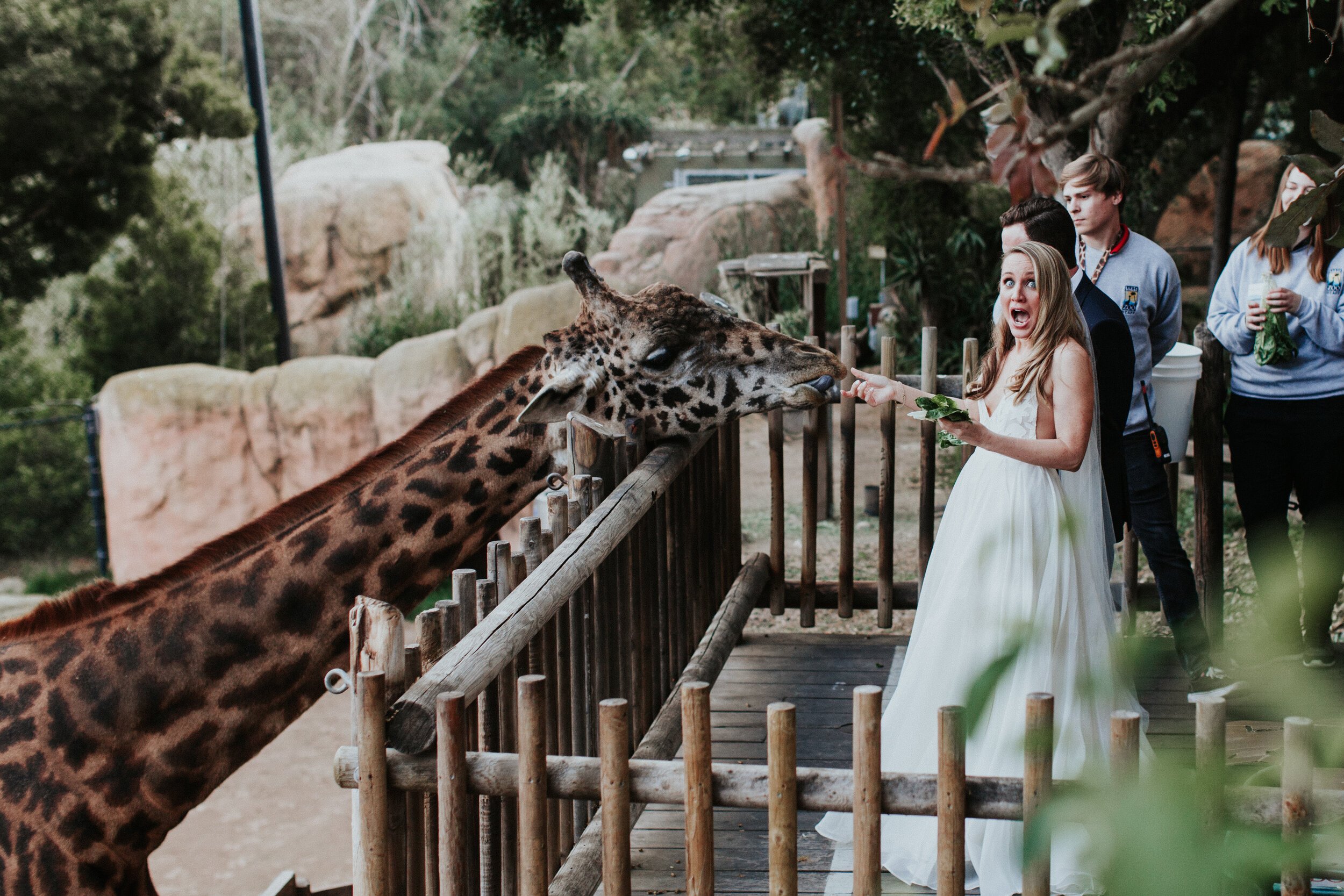 www.santabarbarawedding.com | Santa Barbara Zoo | XOXO Weddings | Alexandra Wallace | Geoff Rivers | Bride and Groom Feeding a Giraffe 