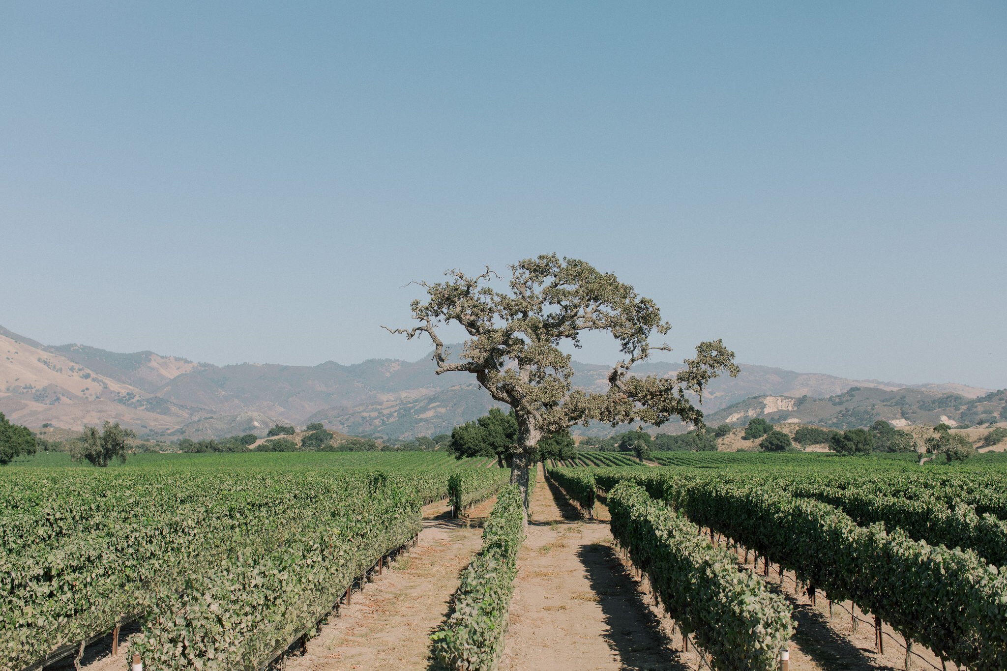 www.santabarbarawedding.com | Fess Parker Winery | Lucas Rossi Photography | Rheefined Company | The Winery 
