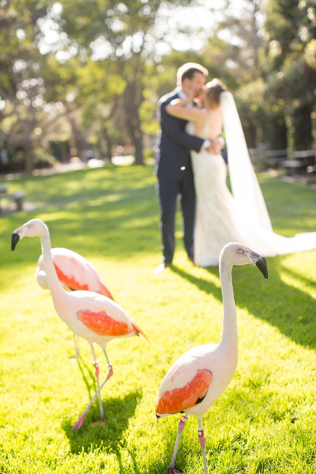 www.santabarbarawedding.com | Santa Barbara Zoo | Events by Rincon | Sarita Relis Photography | Grass Roots | Beauty and Motion | The Couple with the Flamingos