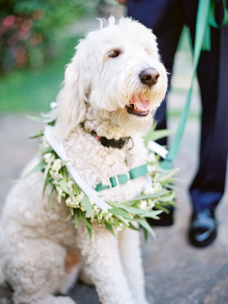 www.santabarbarawedding.com | Butterfly Lane Estate | Soigne Productions | Michael + Anna Costa | Tricia Fountaine Designs | Dog with Flowers Around His Neck