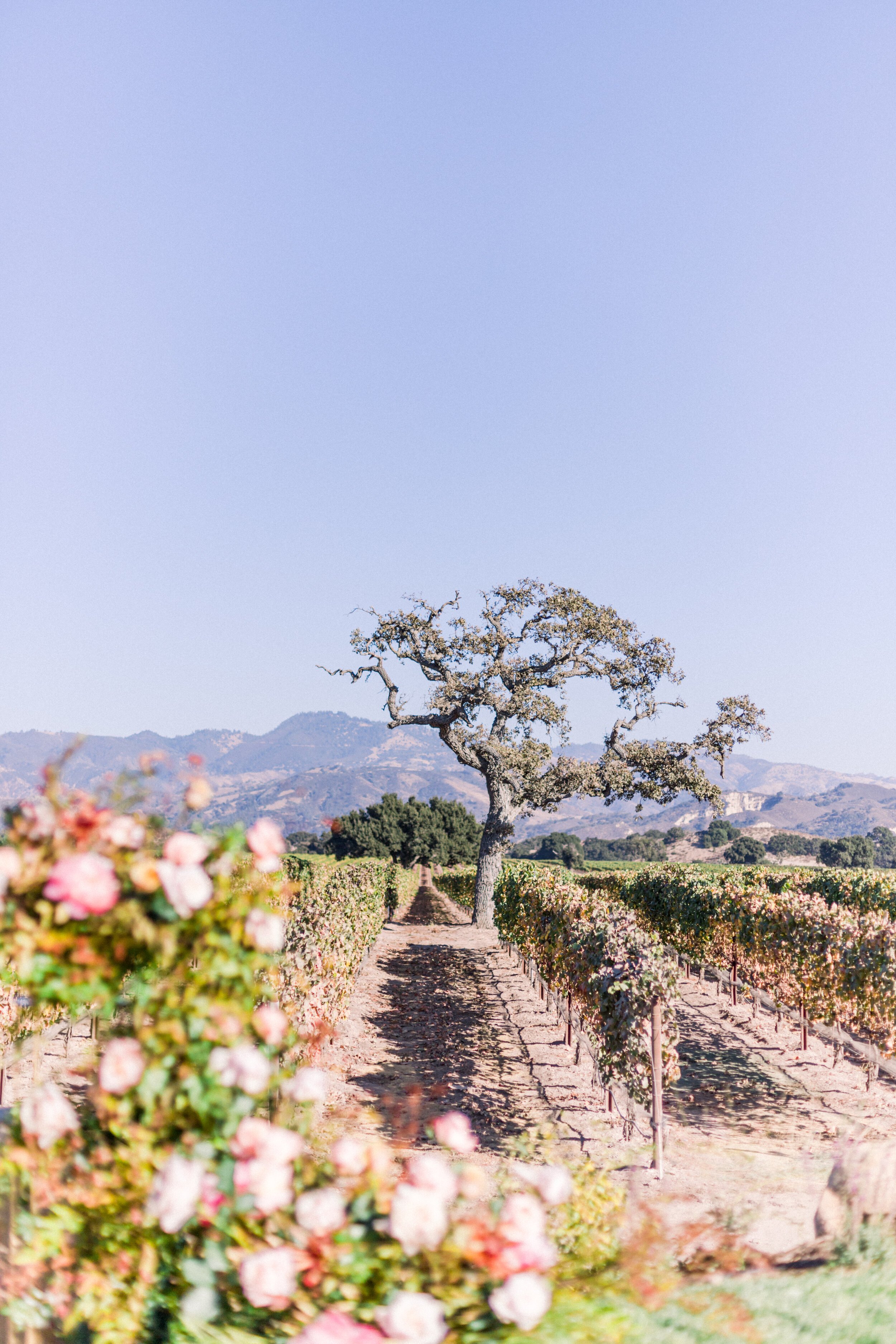 www.santabarbarawedding.com | Jocelyn and Spencer | Joelle Charming | Rodney's Vineyard