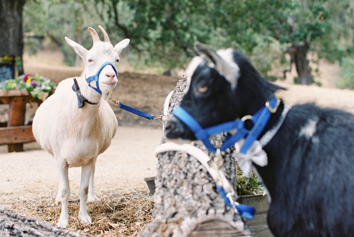 www.santabarbarawedding.com | Michael + Anna Costa Photography | Refugio Ranch | Alegria by Design | Like a Letter Videography | The Farm Stead | Goats