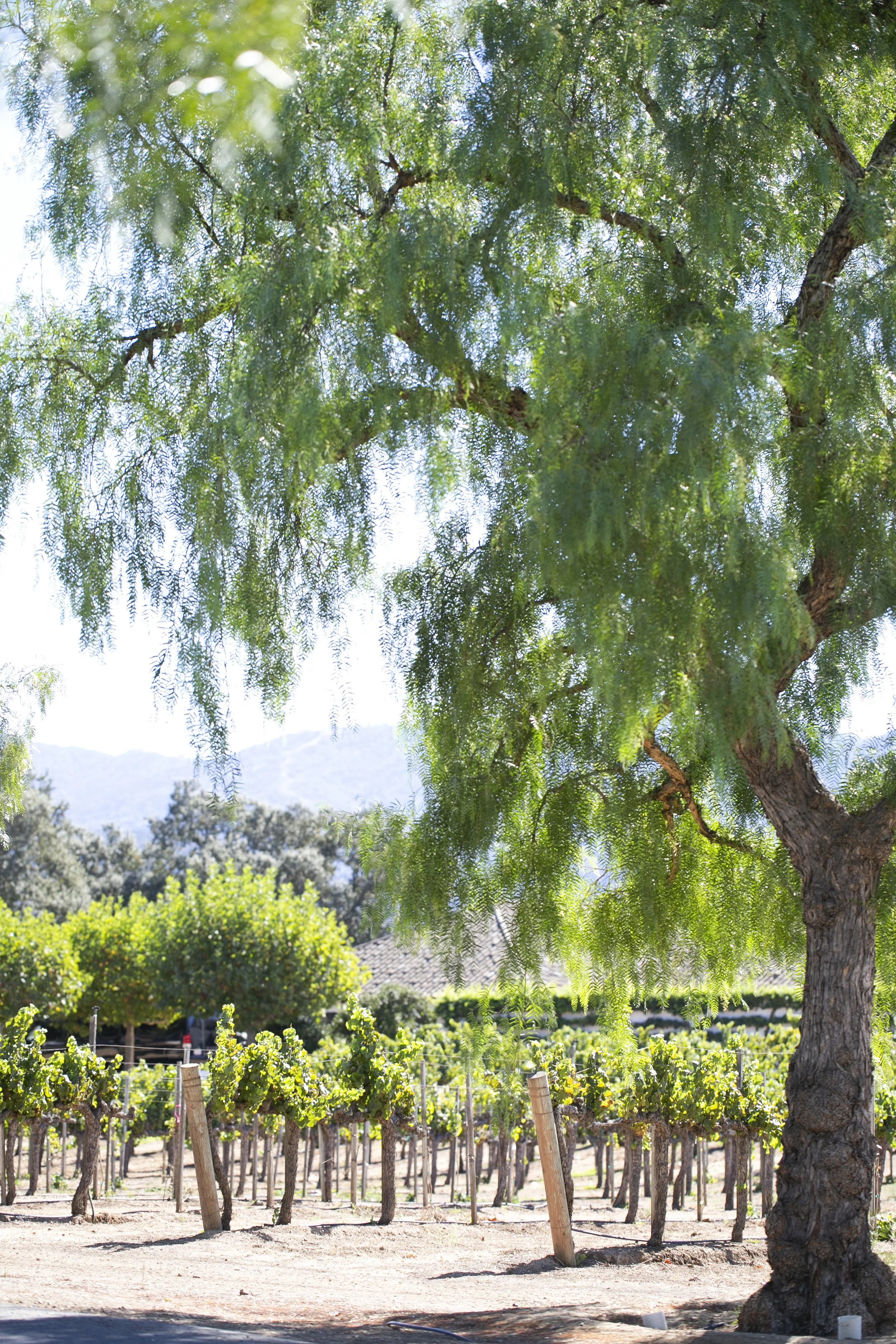 www.santabarbarawedding.com | The Barn at Gainey | By Cherry Photography