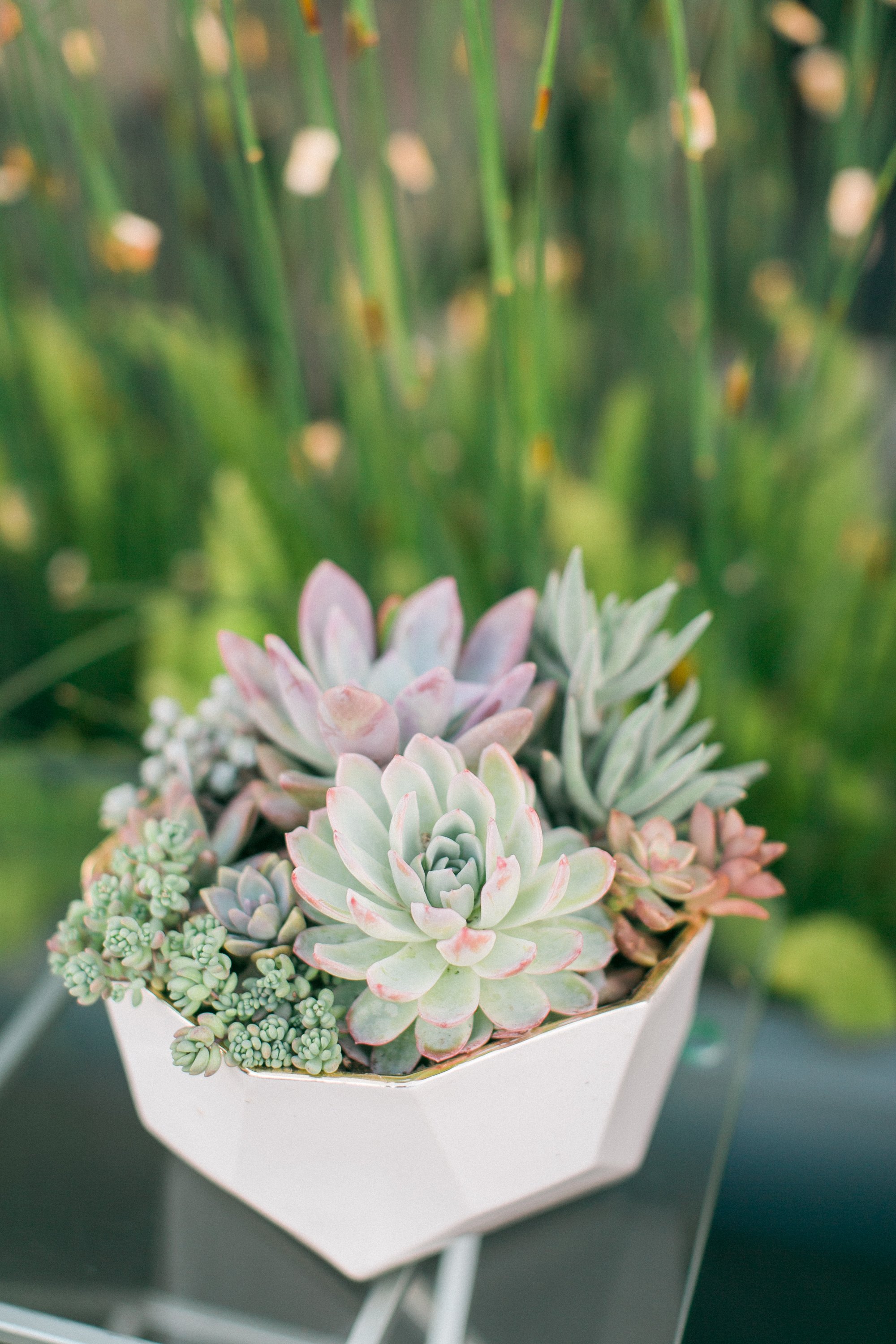 www.santabarbaraweddingstyle.com | Garden Street And Company | Succulents | Decor Rental | Kelsey Crews Photography | Hilton Garden Inn