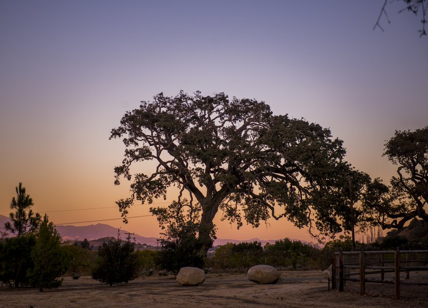 santabarbarawedding.com | photo: Willa Kveta | Santa Ynez Wine Country Wedding Ideas