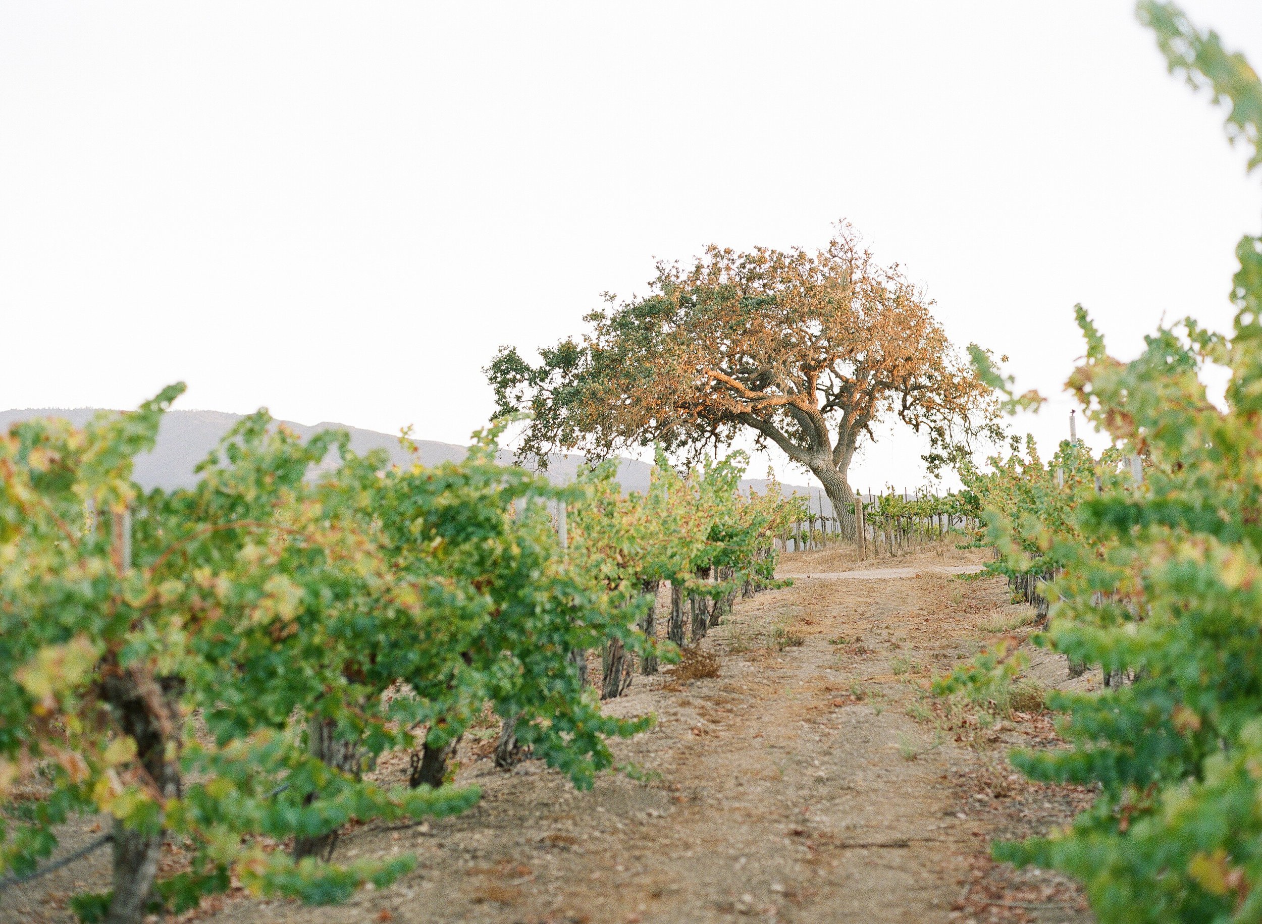 santabarbarawedding.com | Photo: Beaux Arts Photographie | Gainey Vineyard Santa Ynez Wedding Venue