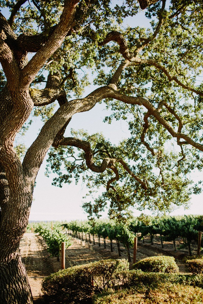 santabarbarawedding.com | Photo: Let's Frolic Together | Gainey Vineyard Santa Ynez Wedding Venue