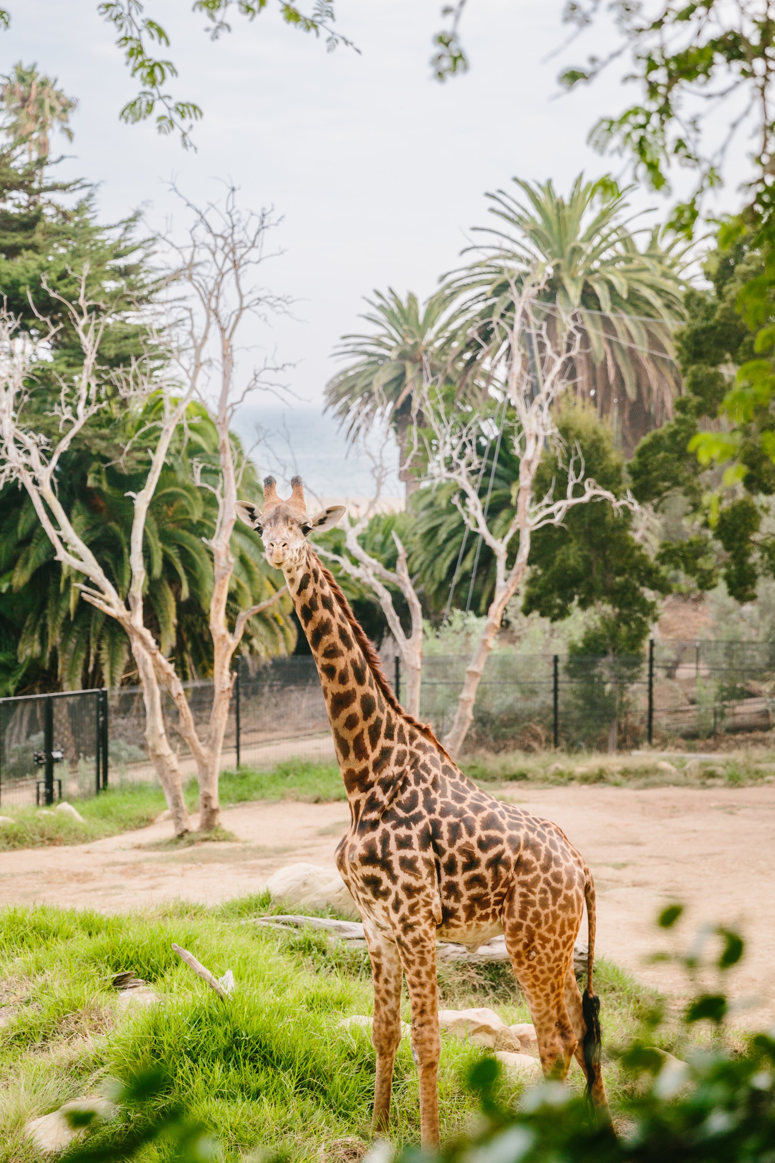 www.santabarbarawedding.com | Santa Barbara Zoo | Jodee Debes | Davia Lee | Boho Chic Dreams | Giraffe at the Venue