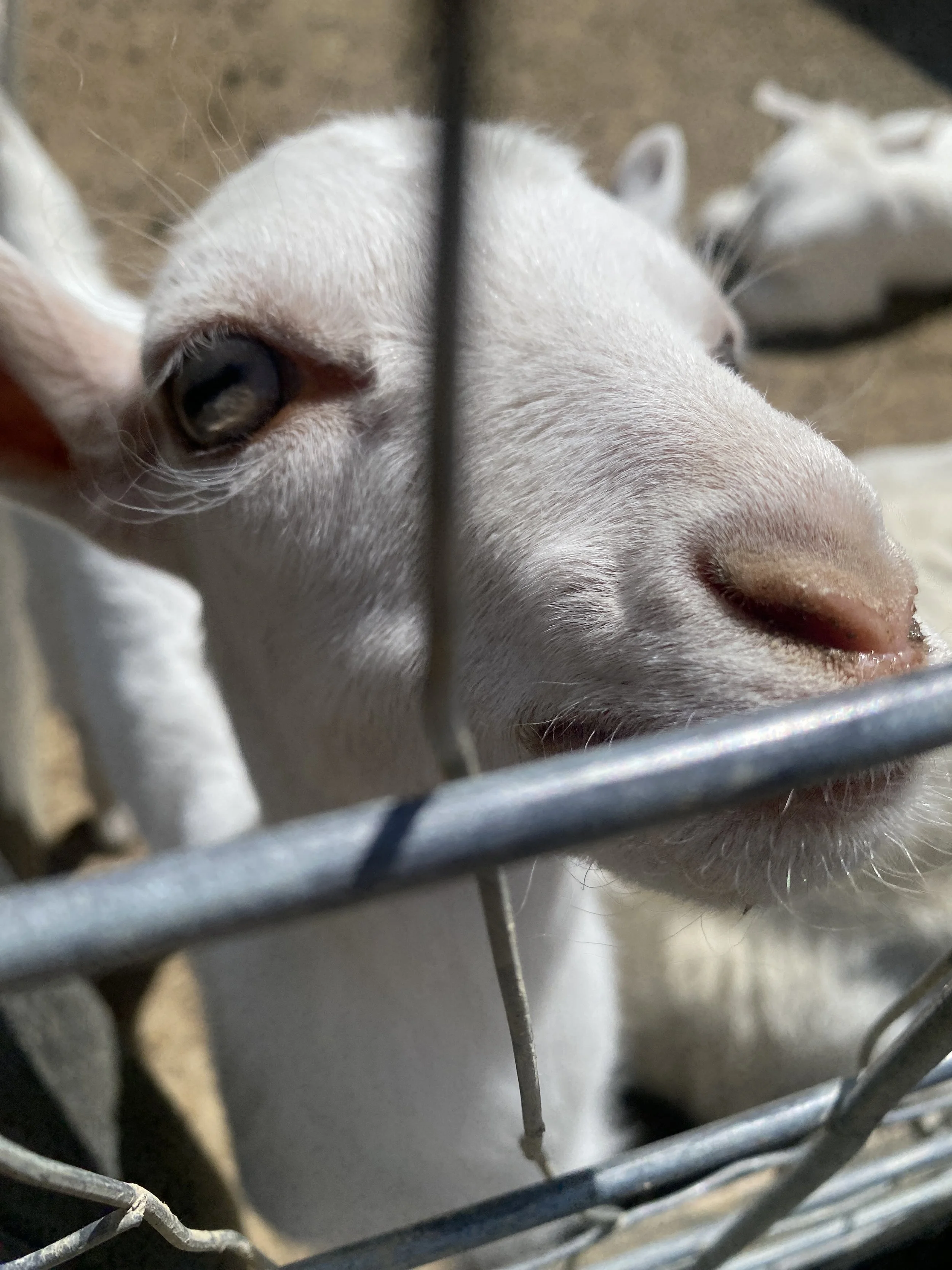 18 goat feeding vega vineyard.JPEG