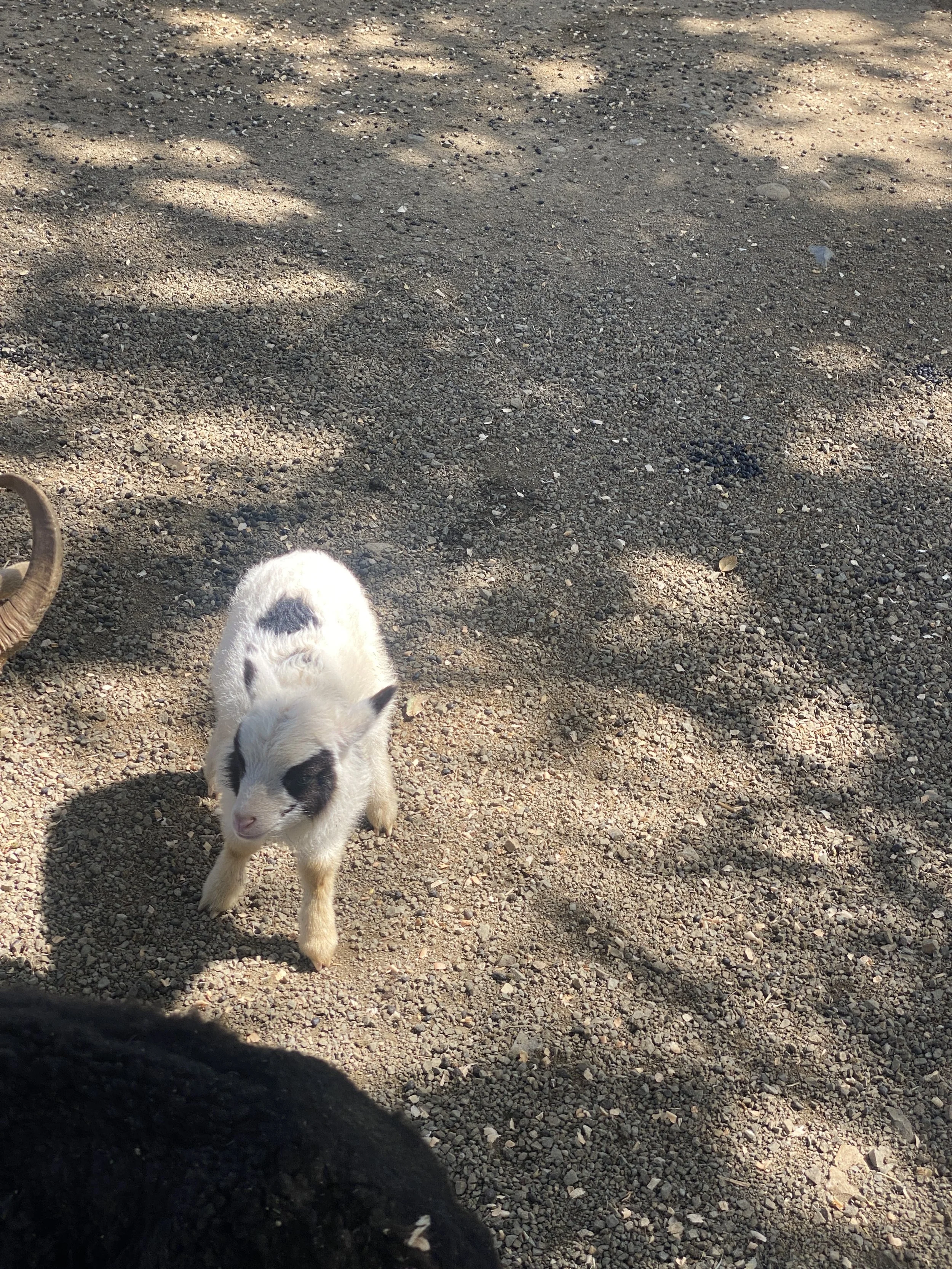 19 baby goat feeding vega vineyard.JPEG
