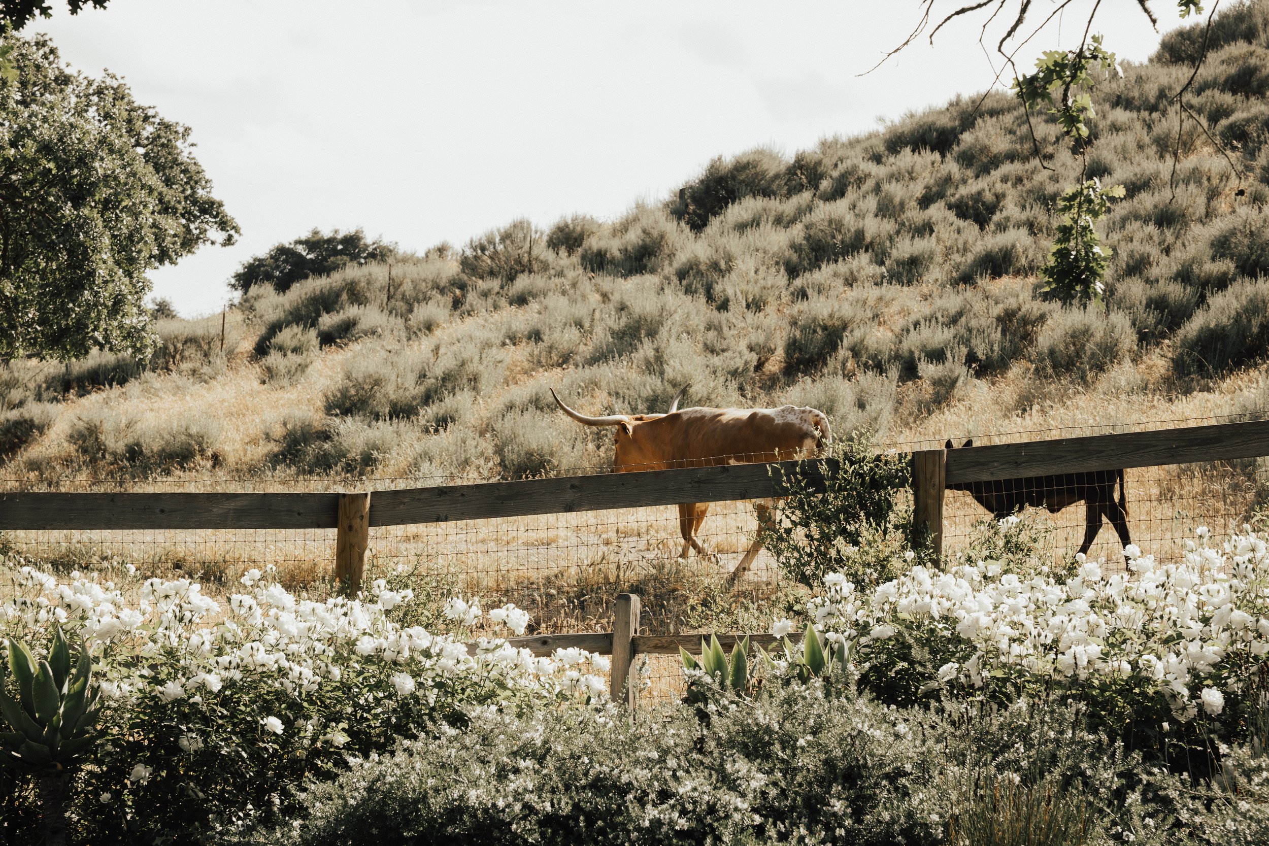 www.santabarbarawedding.com | Heirlume Photography | Elyse Events | Foxen Canyon Ranch | Adornments Flowers | All About Events | Cattle at Ceremony