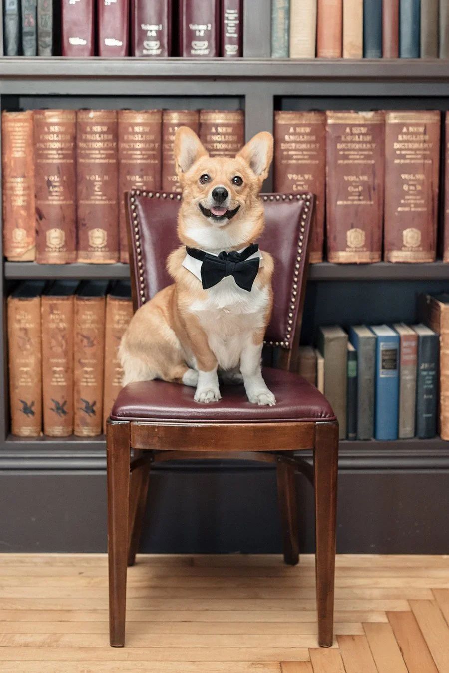 www.santabarbarawedding.com | Molly &amp; Co. | National Dress Up Your Pet Day
