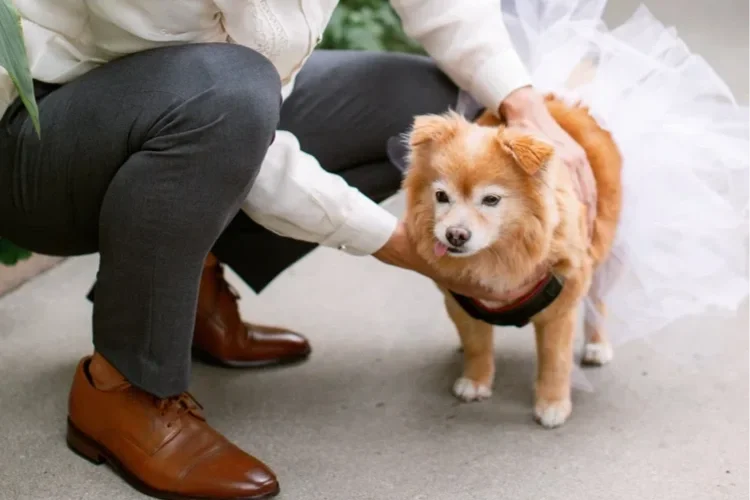 National Dress Up your Pet Day