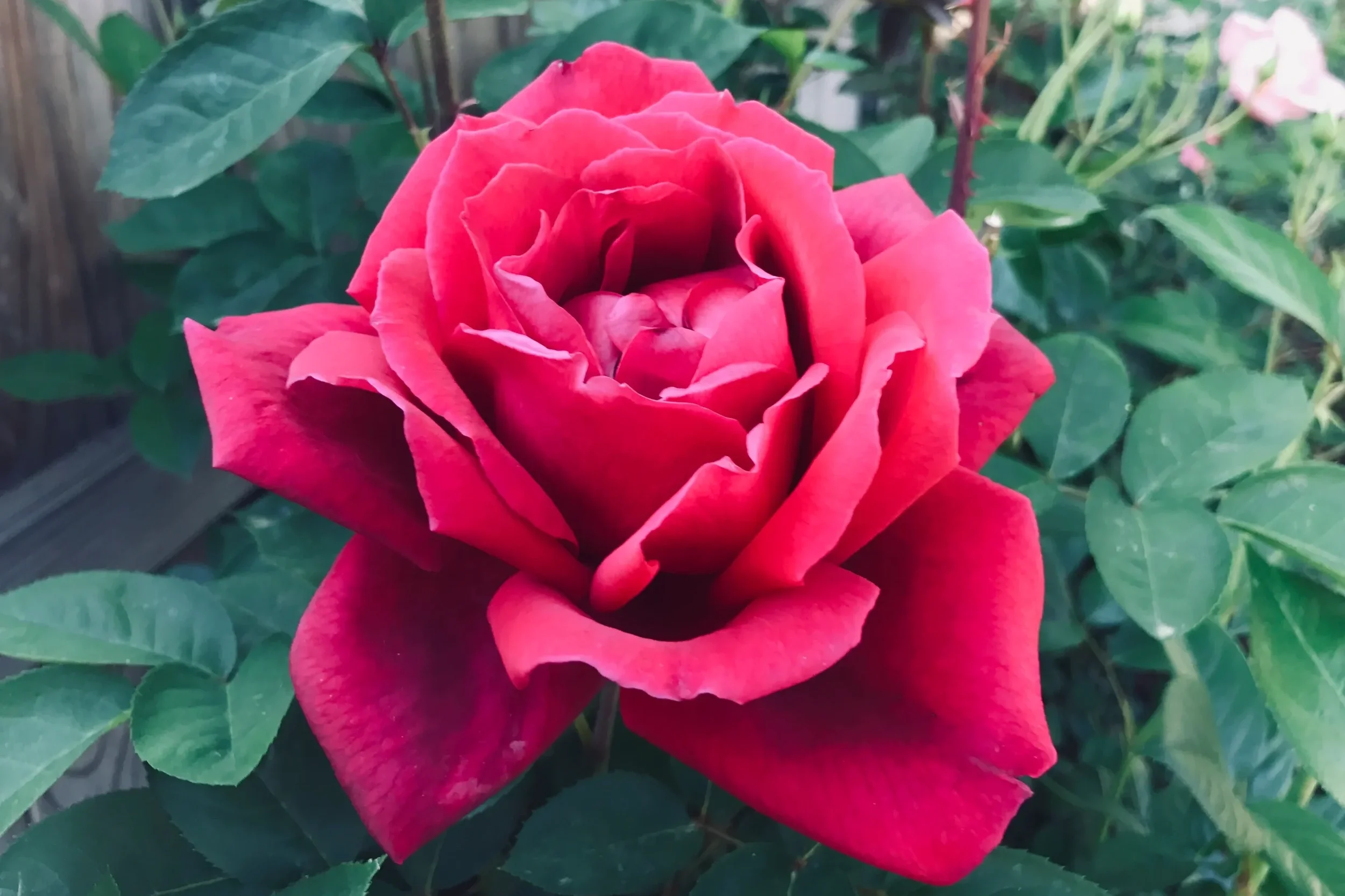 Valentine's Day Love &amp; Roses: Natural Perfume-Making Experience