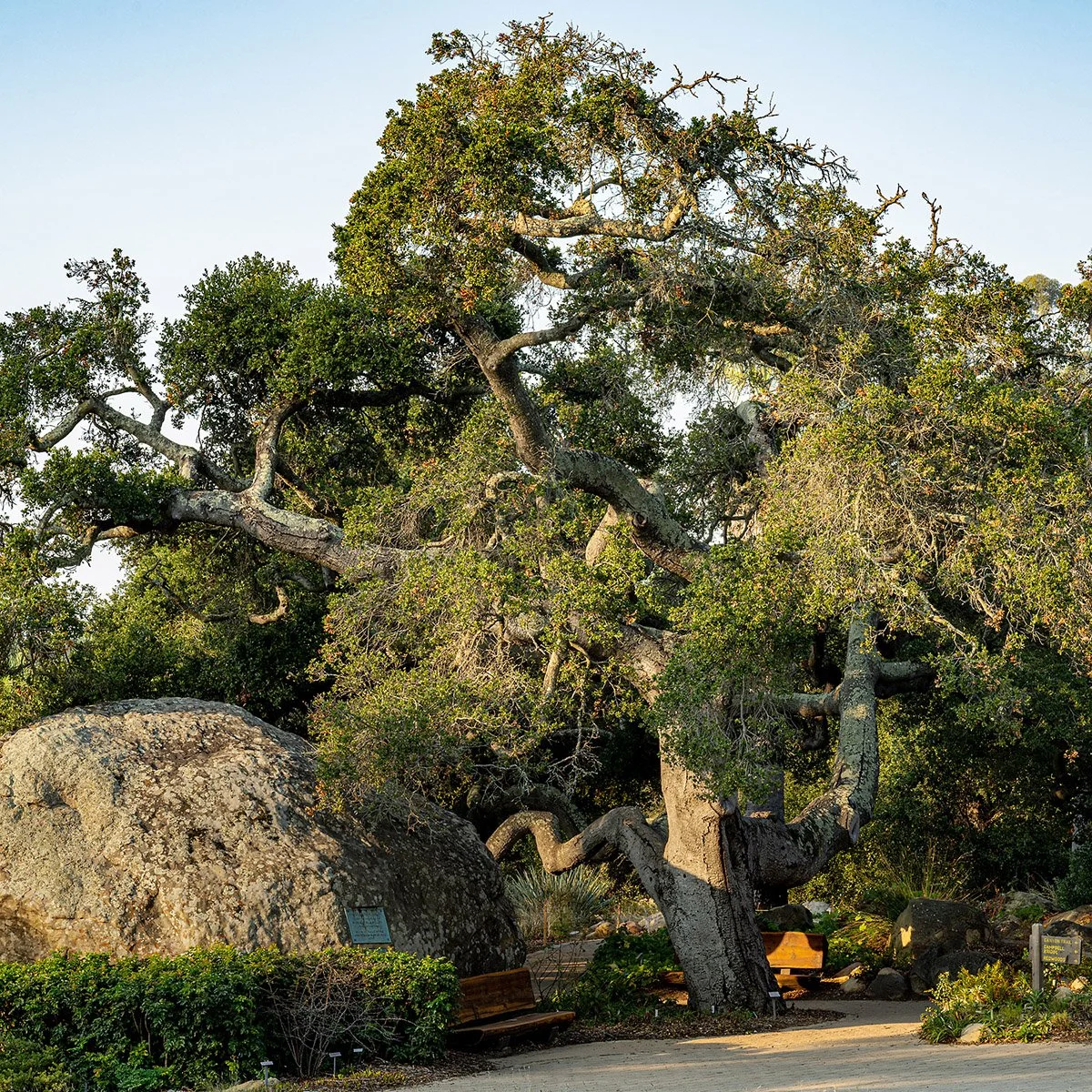 www.santabarbarawedding.com | Santa Barbara Botanic Garden | Santa Barbara Wedding Weekend Activities 