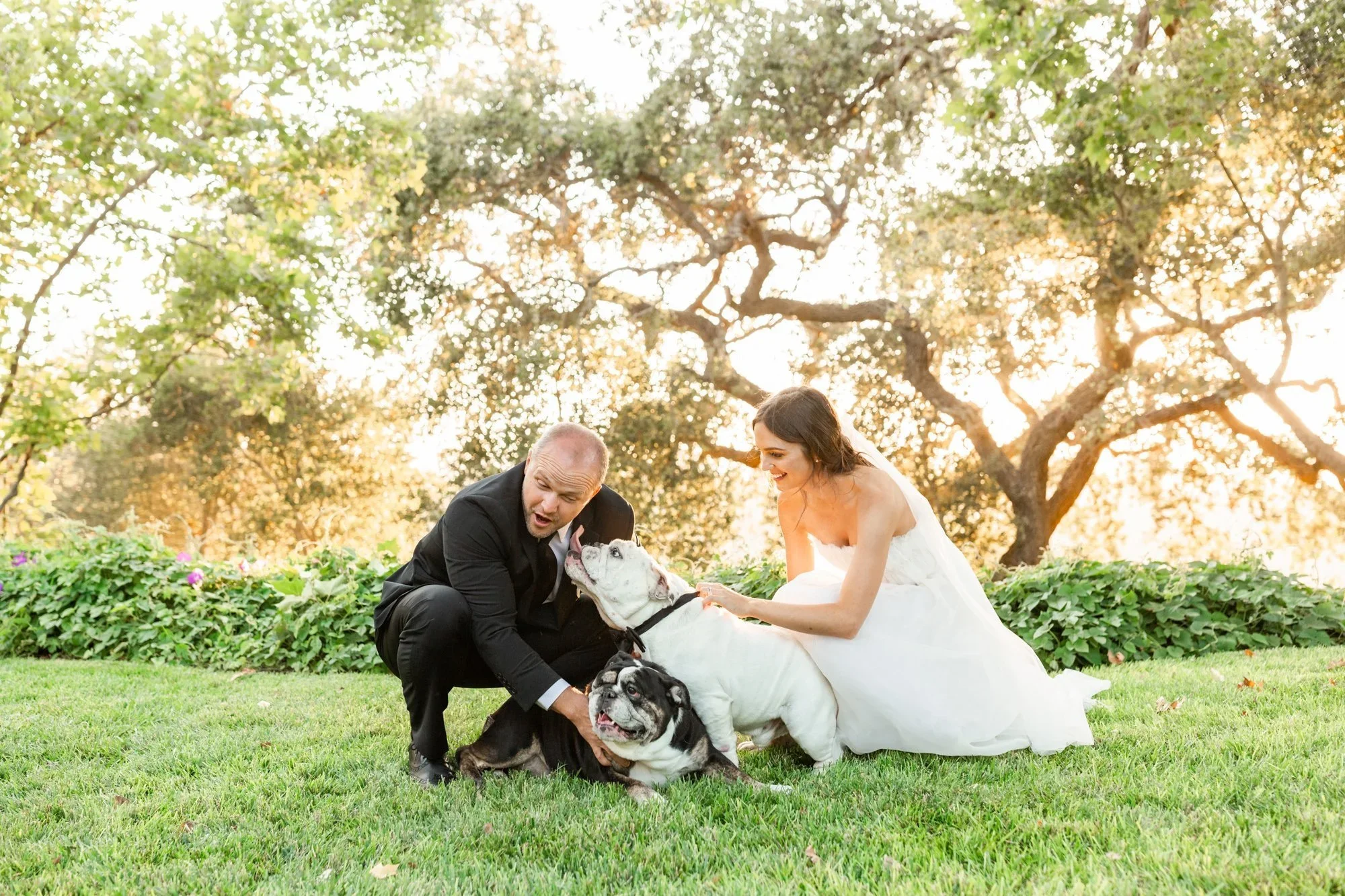 Bride and groom with dogs at wedding