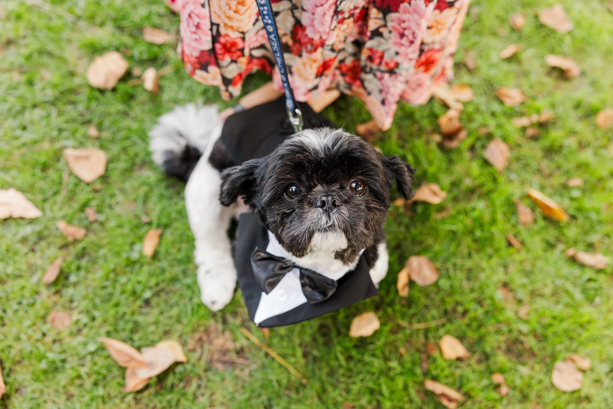 Dog dressed up for wedding day.