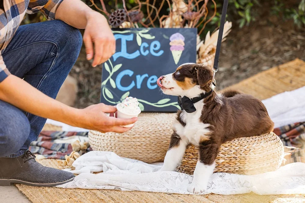 Puppy Hour with ice cream and puppies