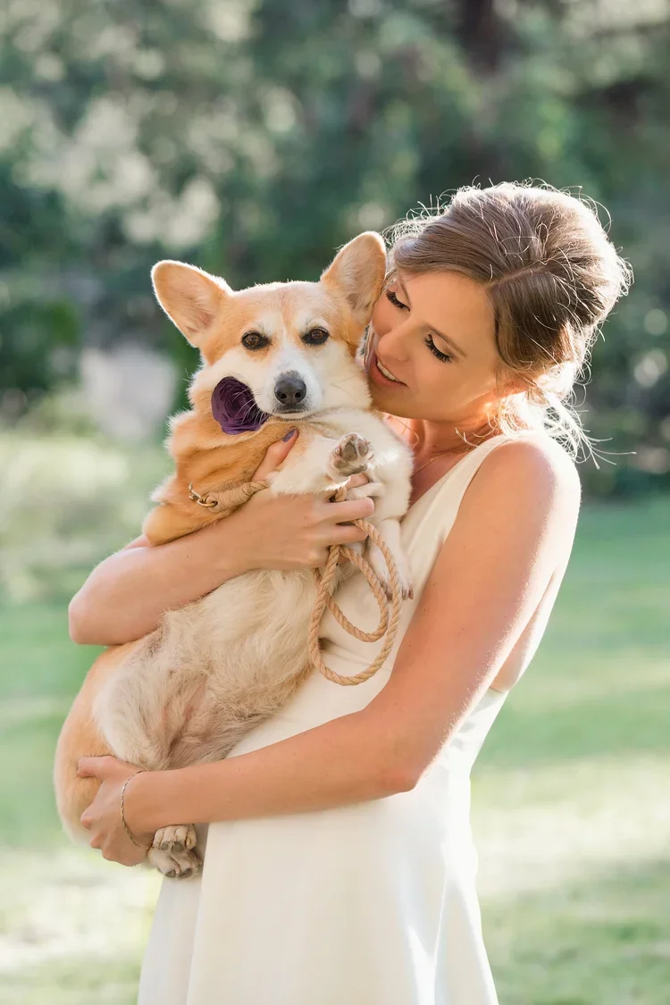 Bride holding her corgi at wedding