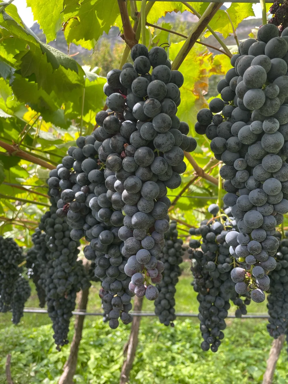 Wine Dinner — Che Fico Parco Menlo