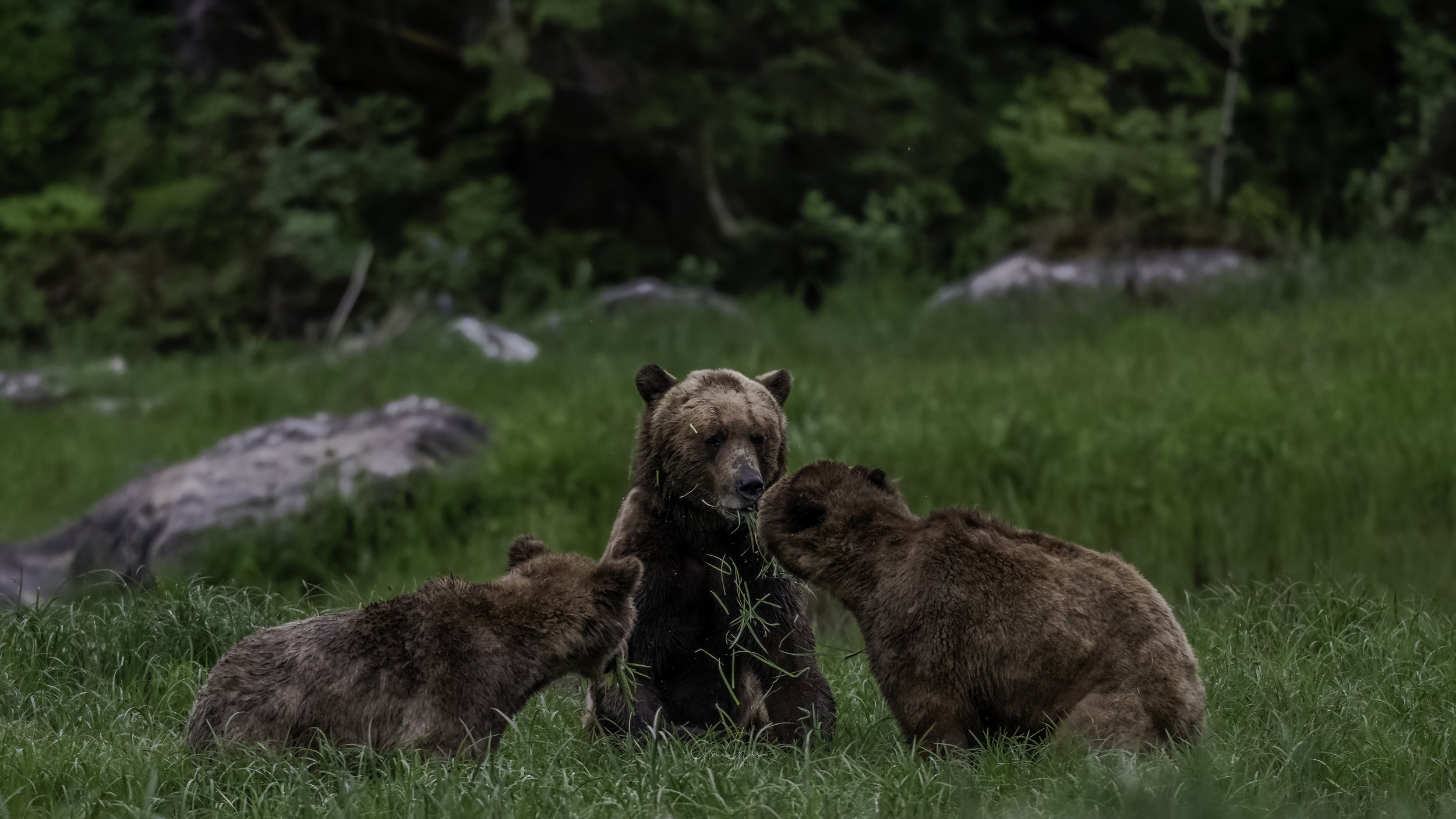 Mom scolds cub-1-DeNoiseAI-severe-noise.jpg