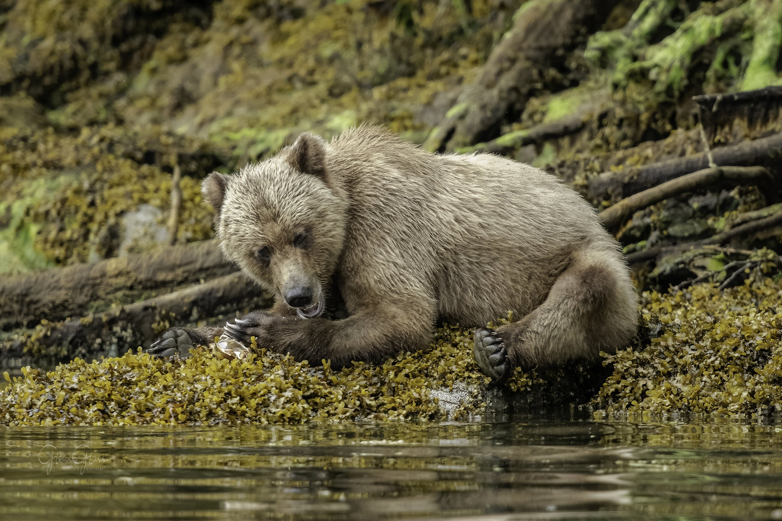 Griz with shell-1-DeNoiseAI-standard.jpg