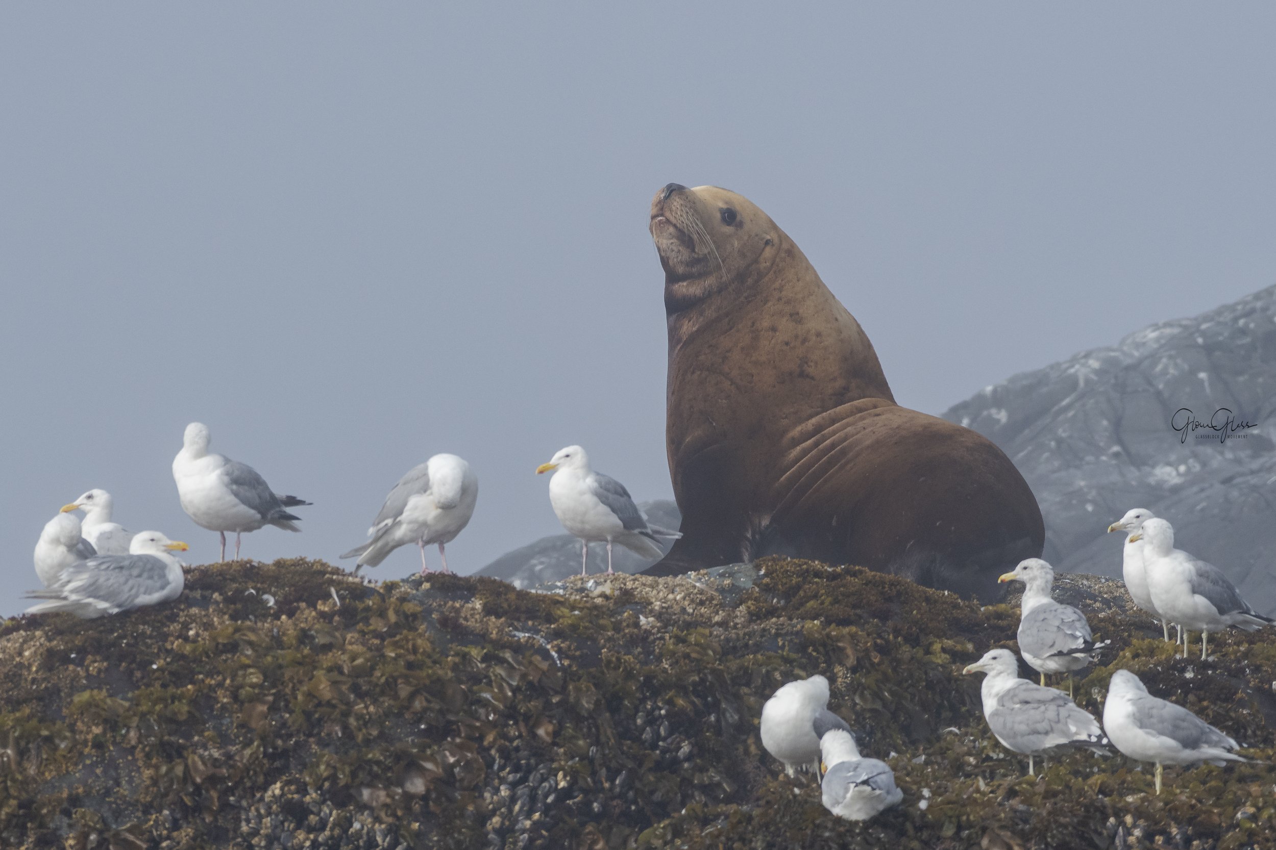 Stellar seal finished 2020-1.jpg