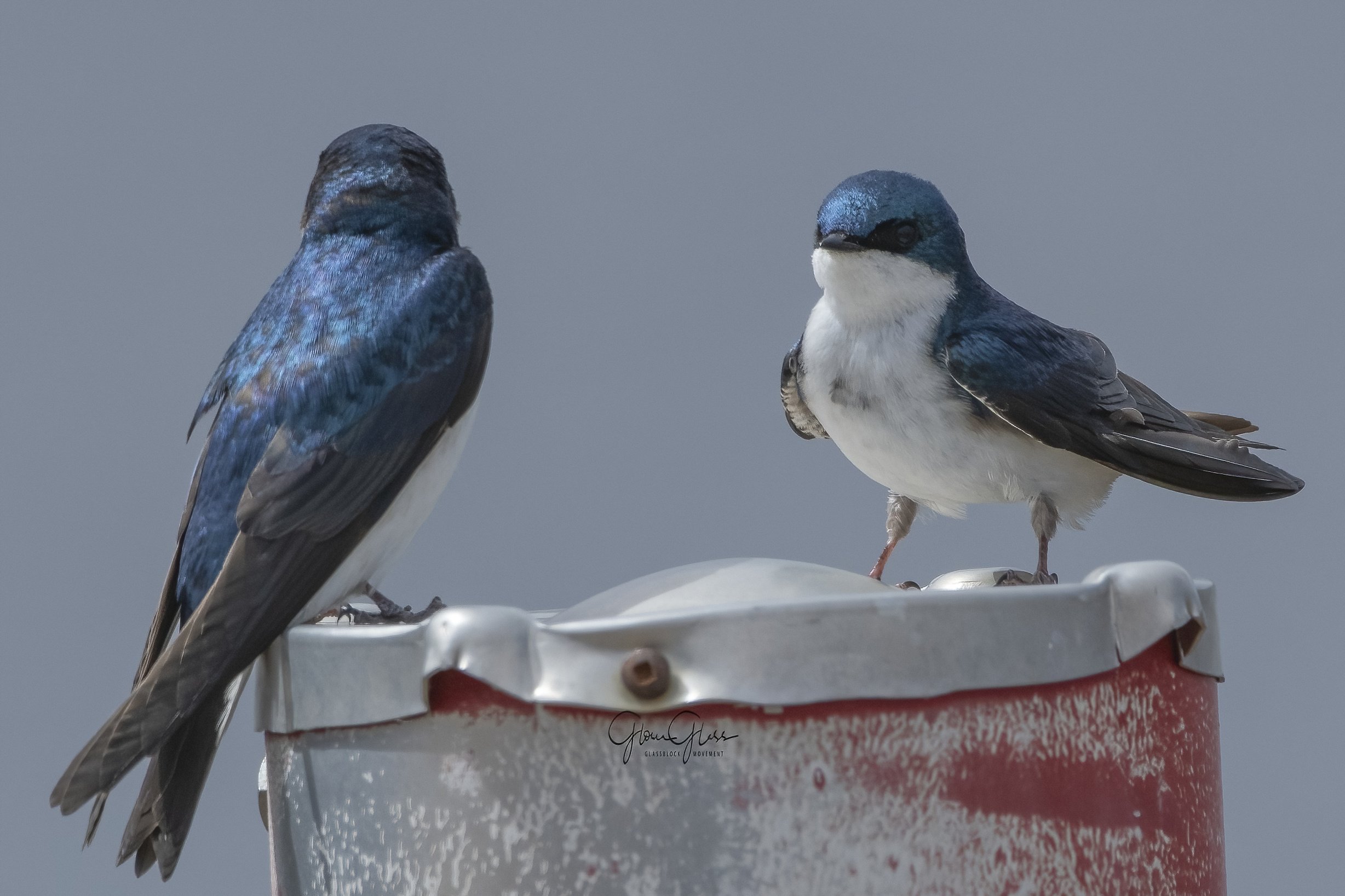 Swllows guarding the nest 2020-2-DeNoiseAI-standard.jpg