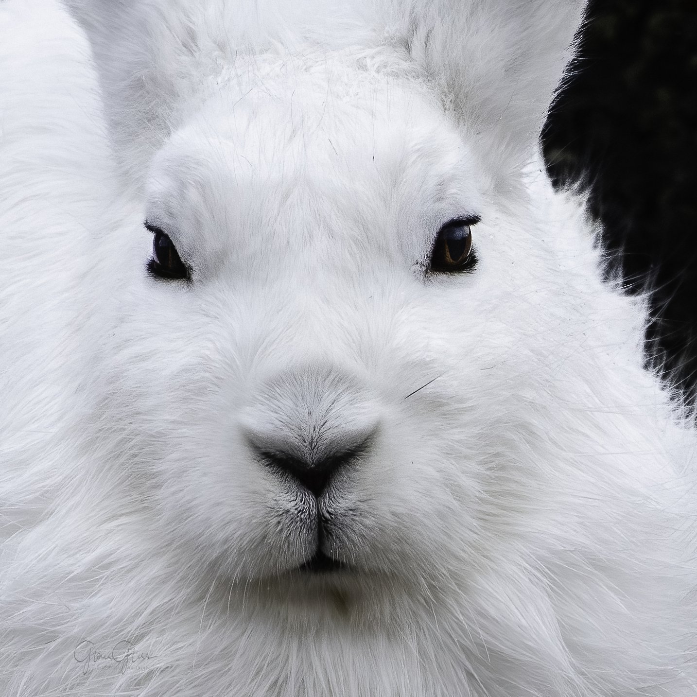 Northern Hare - face-2-DeNoiseAI-standard.jpg