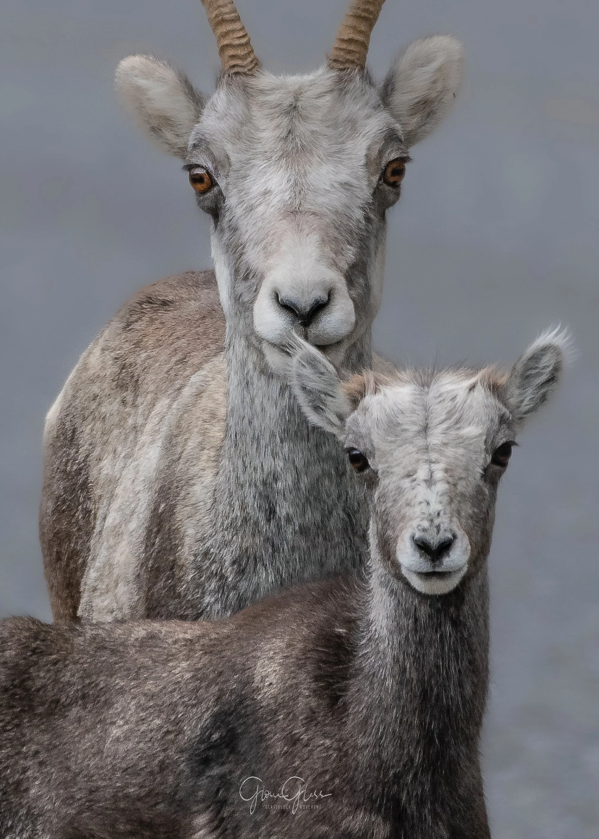 Thinhorn sheep Yukon aug 2021-2-gigapixel-standard-scale-2_00x-cropped.jpg