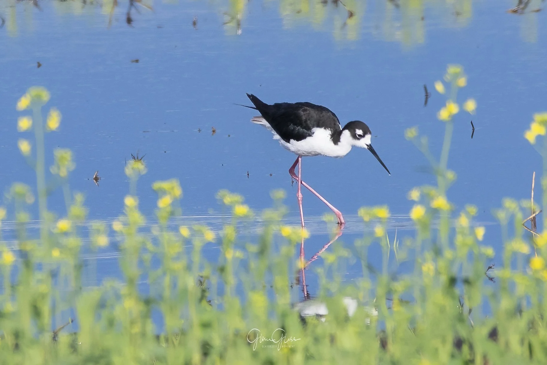 Black Neck Stilt July 2, 2020-4-DeNoiseAI-standard.jpg