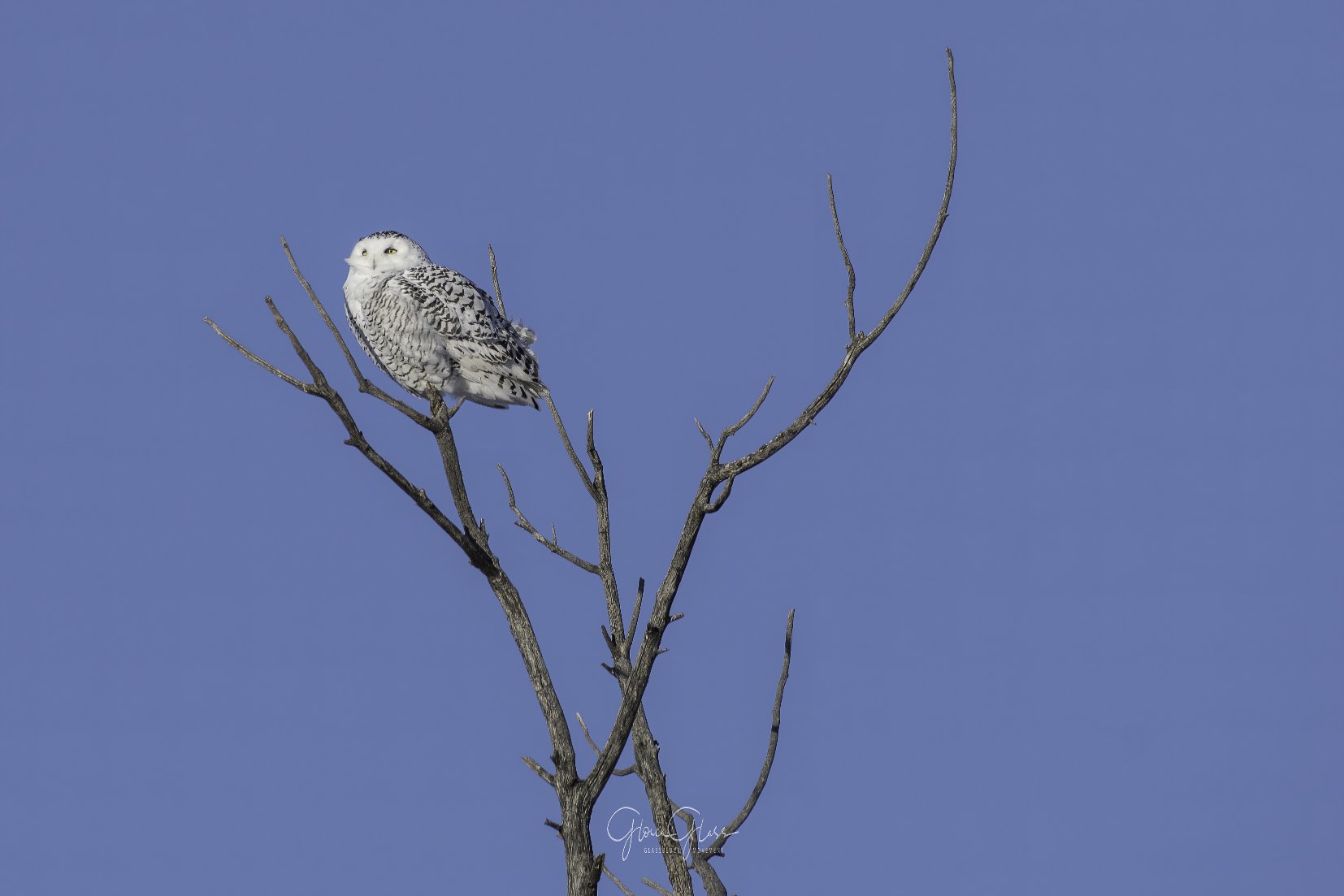 Snowy and dead tree Dec 2021-2-gigapixel-standard-scale-0_50x.jpg