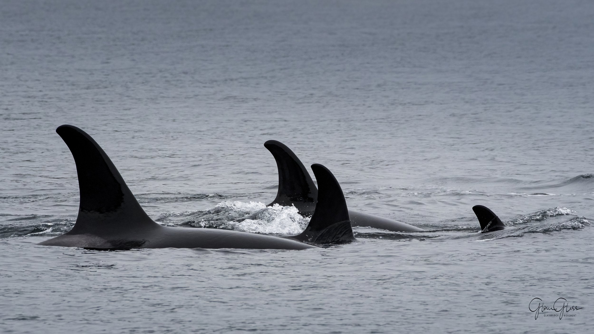2020 orca image-1-DeNoiseAI-standard.jpg