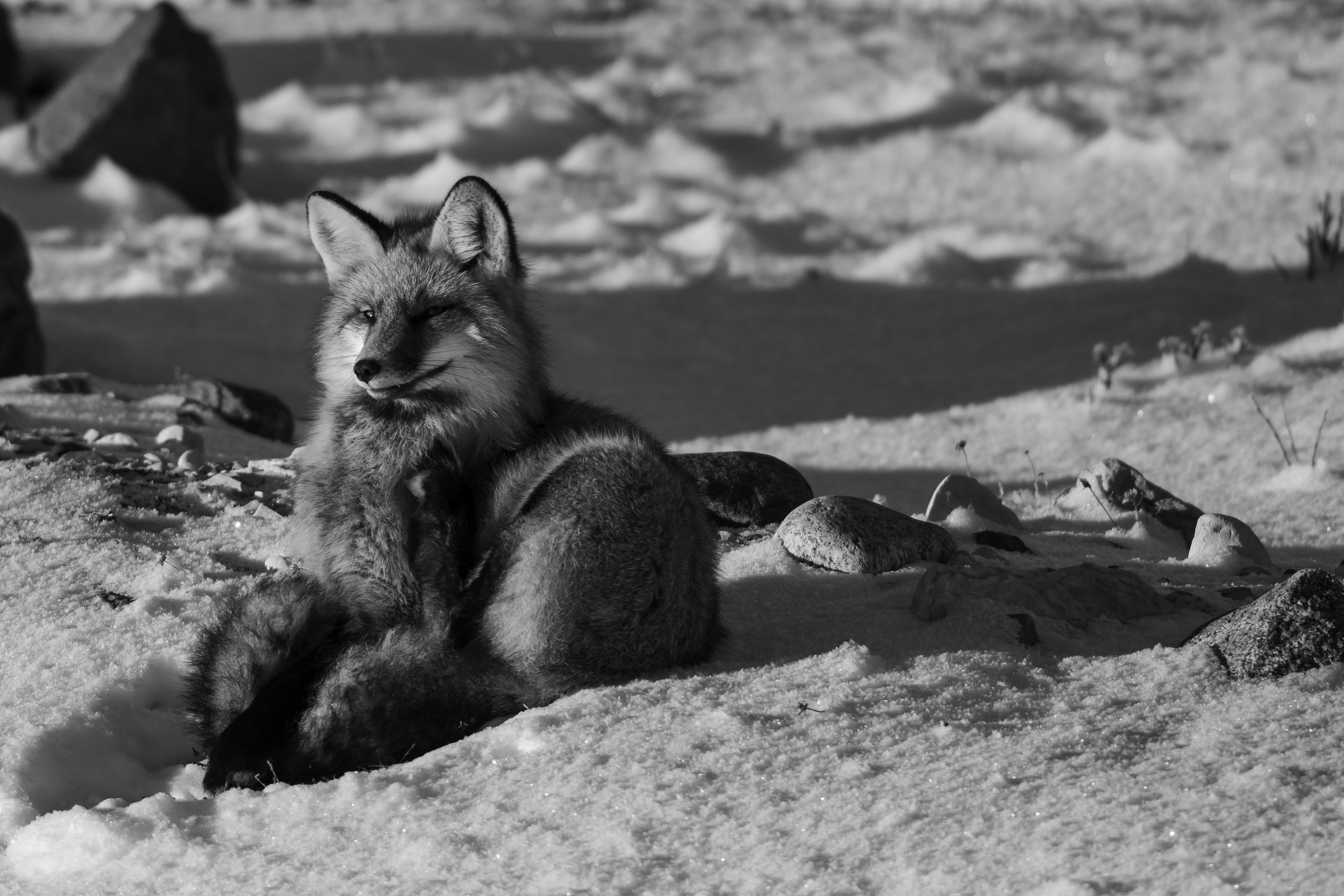 BWRed fox Top of the rocks-2.jpg