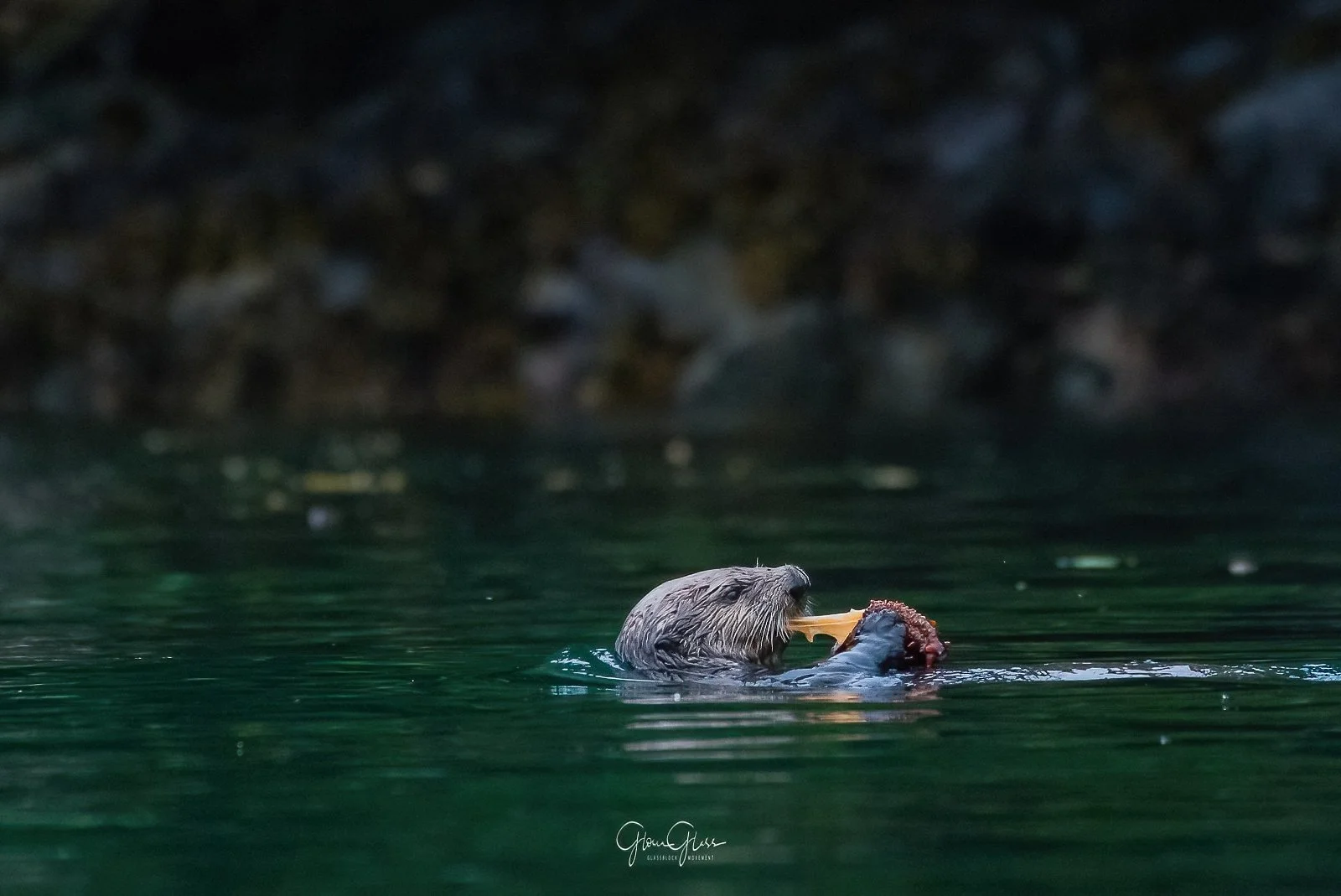seaotter seacucumberbest-1-DeNoiseAI-standard.jpg
