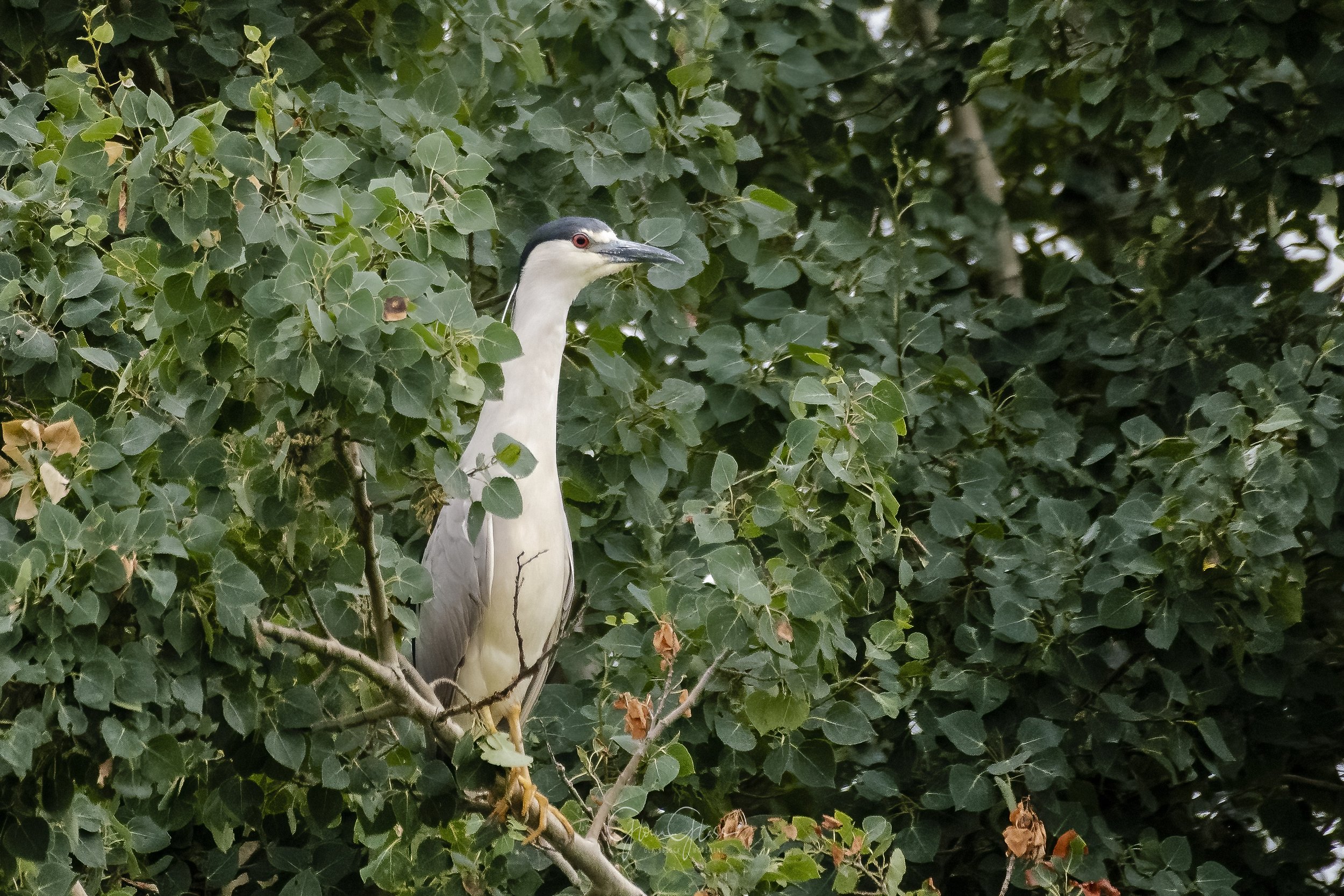 IBIS posing 2 July2021-2-DeNoiseAI-standard.jpg