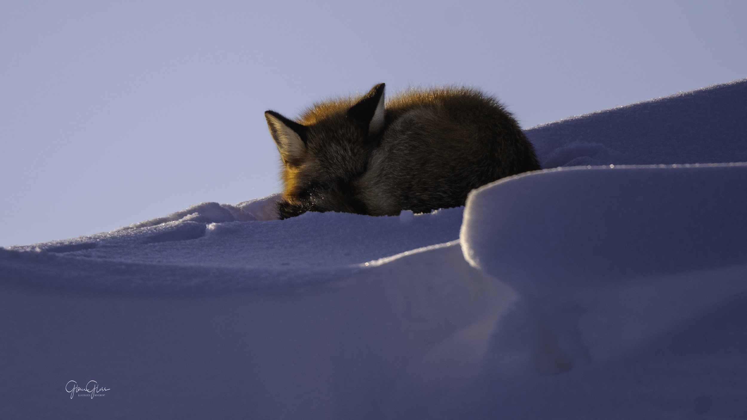 RedFox curled up-2.jpg