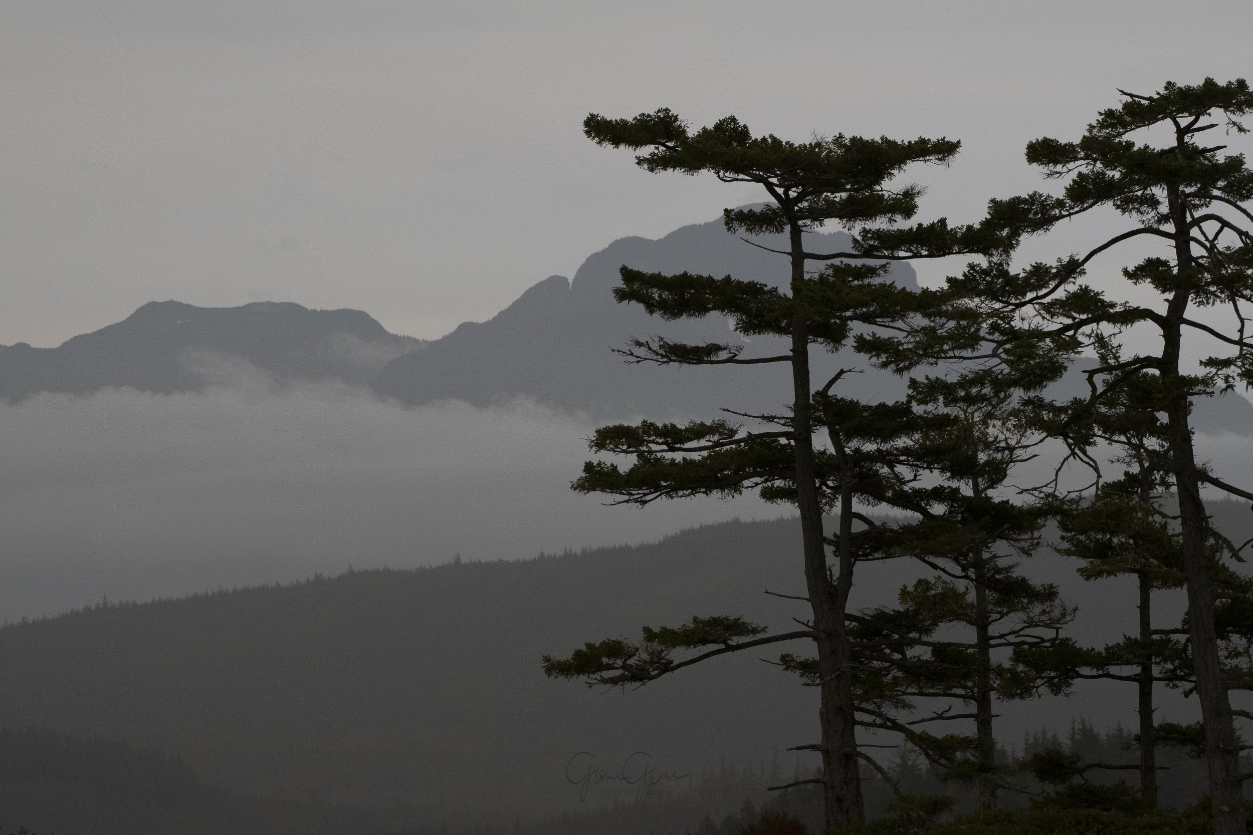 trees bnw May 2020-1.jpg