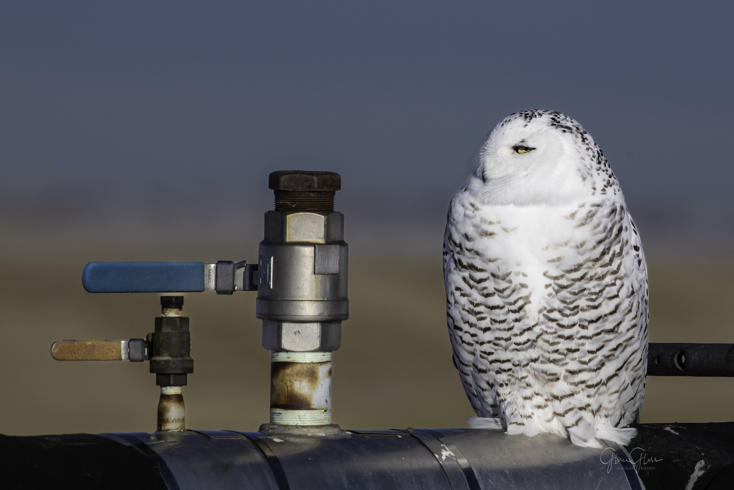 Strathmore Snowy Owl 2020-3.jpg