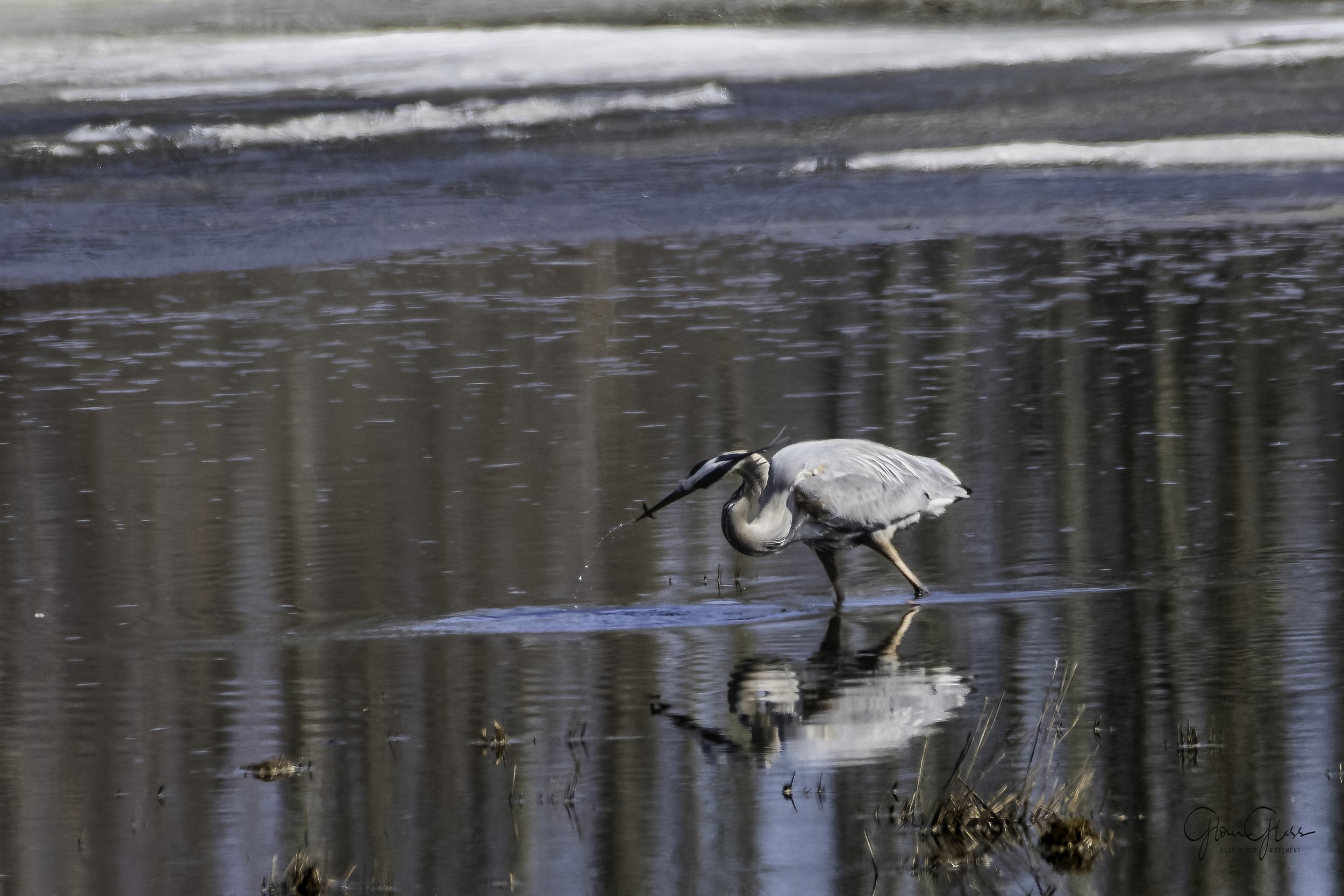 Blue Heron sequence-4-DeNoiseAI-standard.jpg