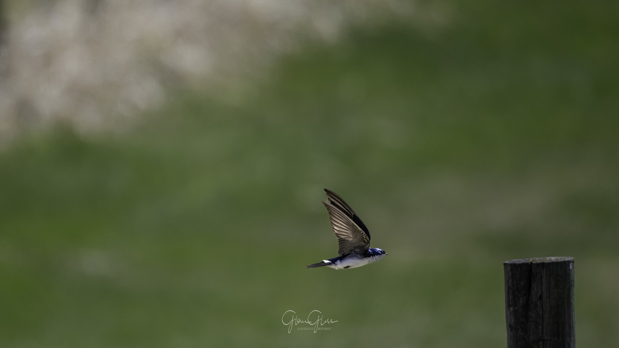 Swallow in flight May 23,2022-1-SharpenAI-Focus.jpg