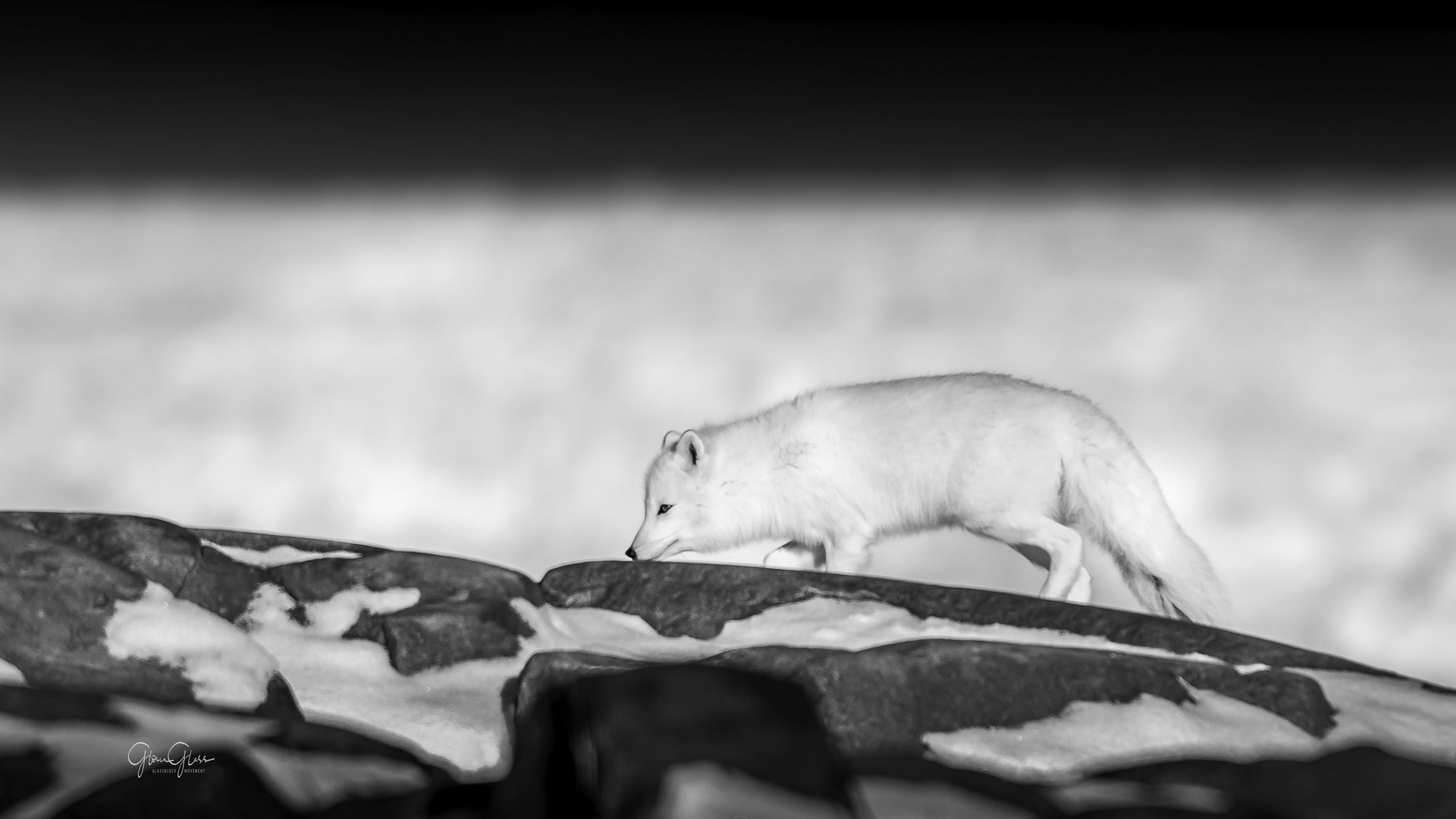 BW Arctic fox on the rocks-2.jpg