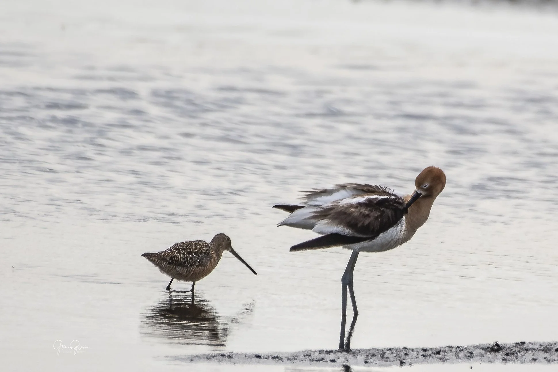 Wading birds unite 2021-1-DeNoiseAI-standard.jpg