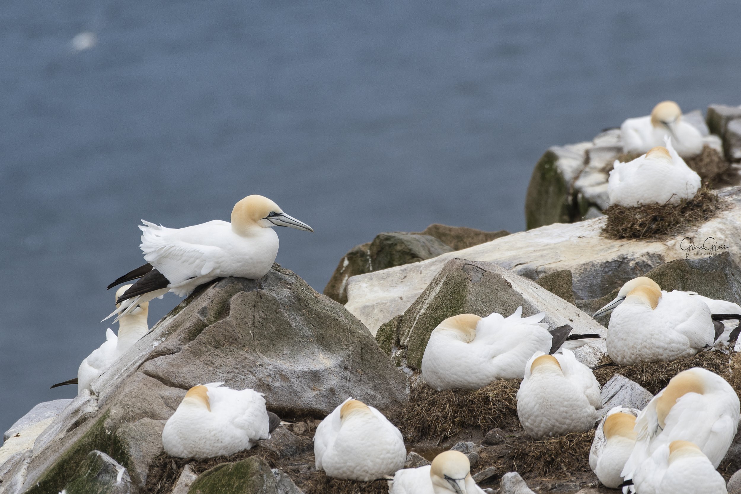 NFLD ganet bad nest St Marys 2018 2020-1.jpg
