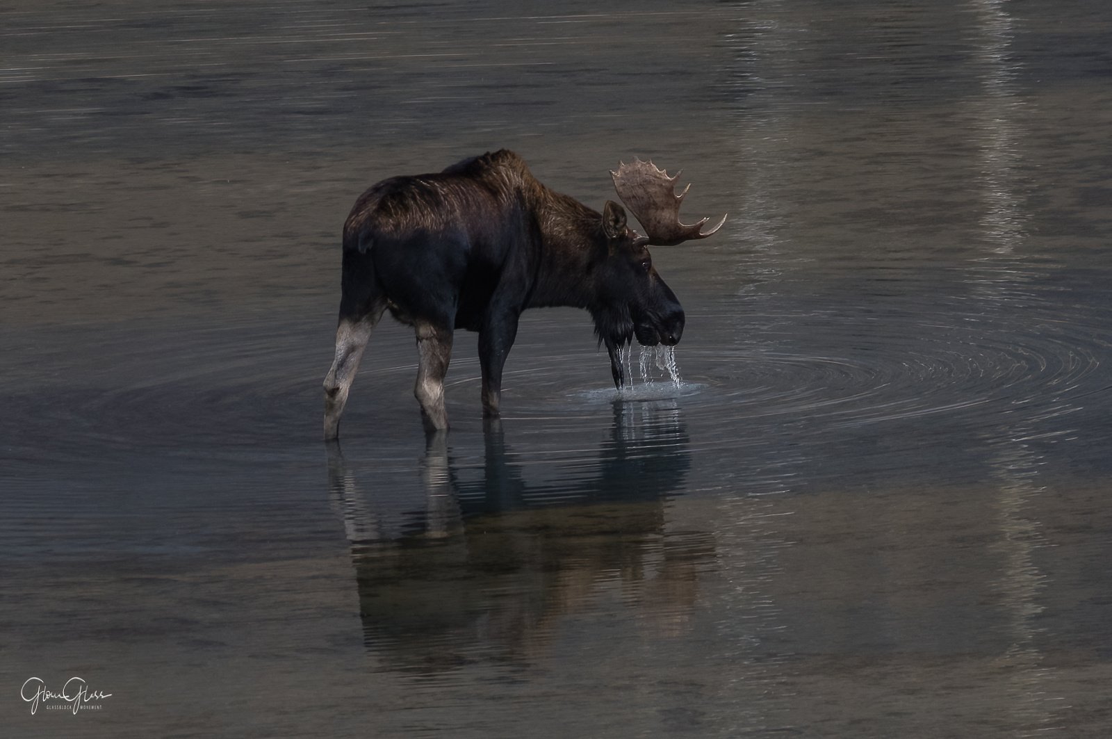 Moose Jasper 0ct6_18-1-DeNoiseAI-standard.jpg