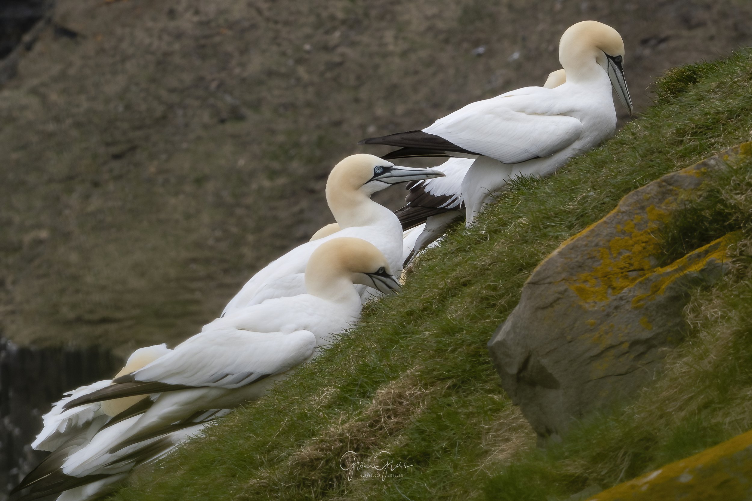 NFLD Gannetts nesting 2018 - redone 2021-1-DeNoiseAI-standard.jpg