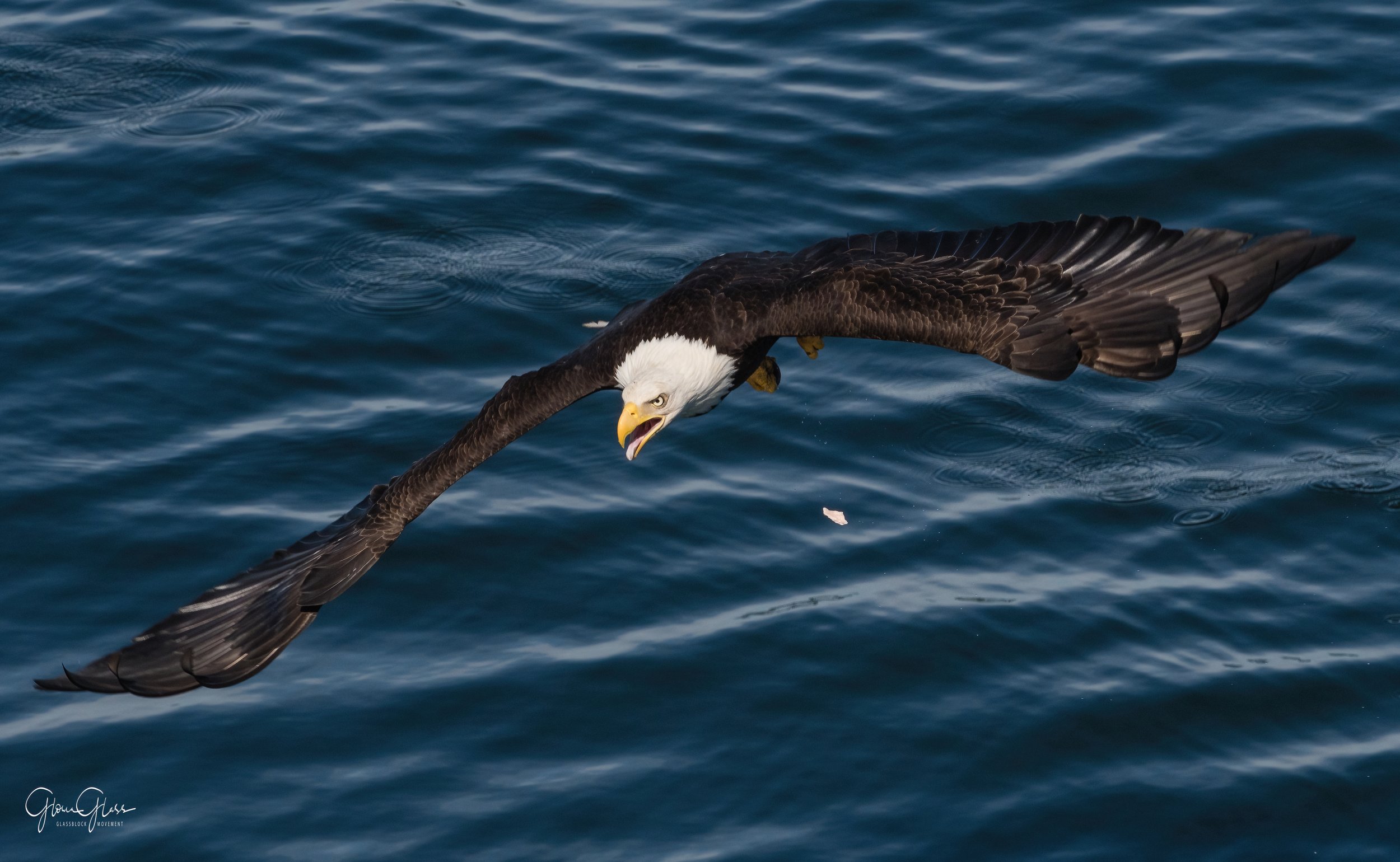 eagle picking up-2-DeNoiseAI-standard.jpg