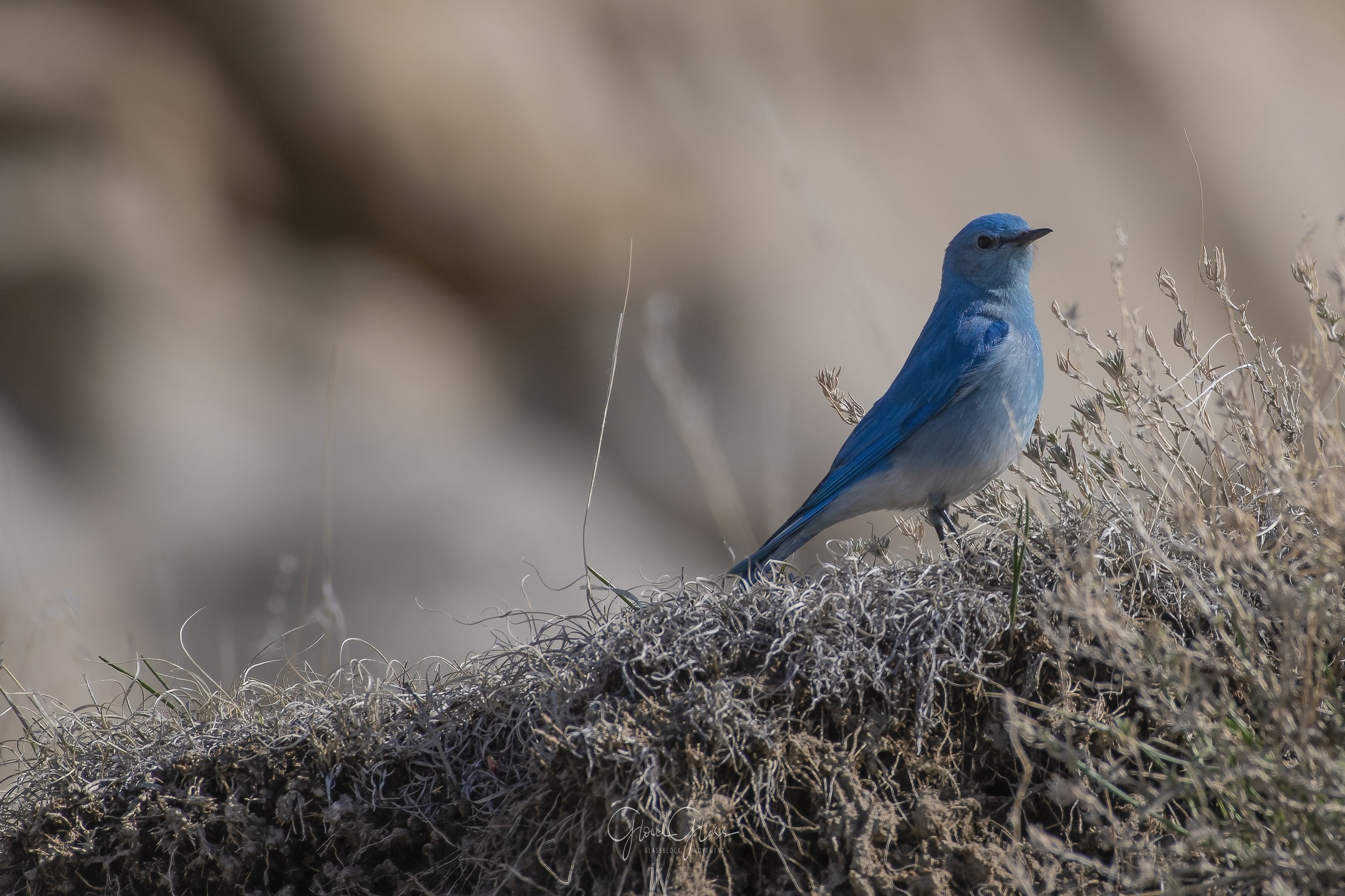 bluebird in Drumheller-2-DeNoiseAI-standard.jpg