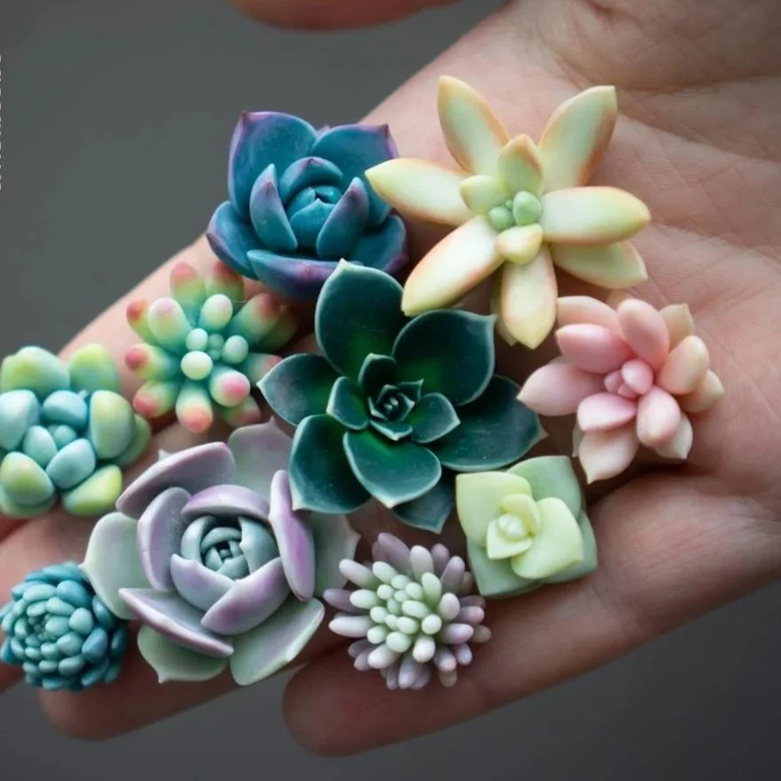May Magic Family Art - Polymer Succulents- Sat. May 9, 2026, 1:30-3:00